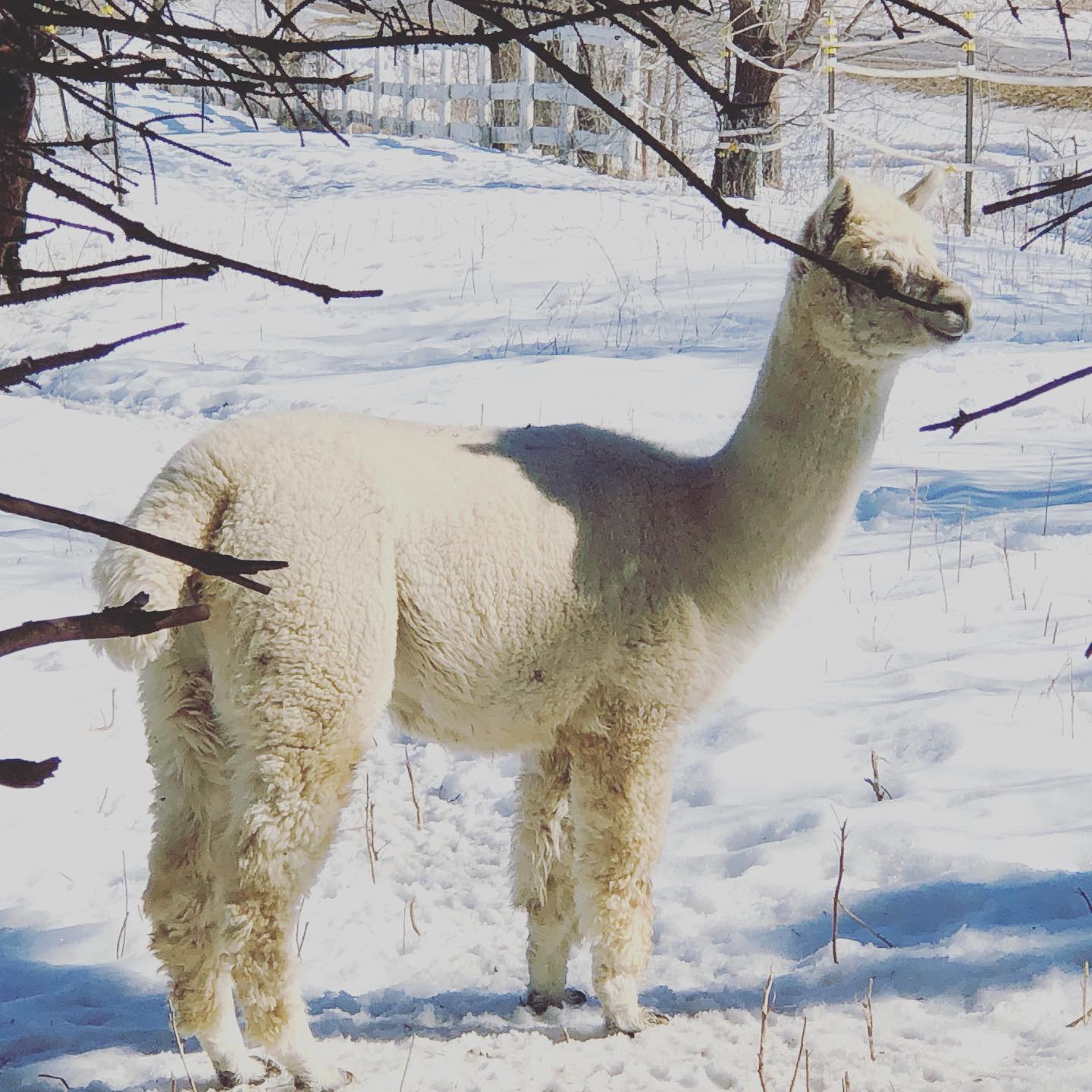 Peaches the alpaca. -#alpaca #alpacaMn #buffaloMn #farmerMarket