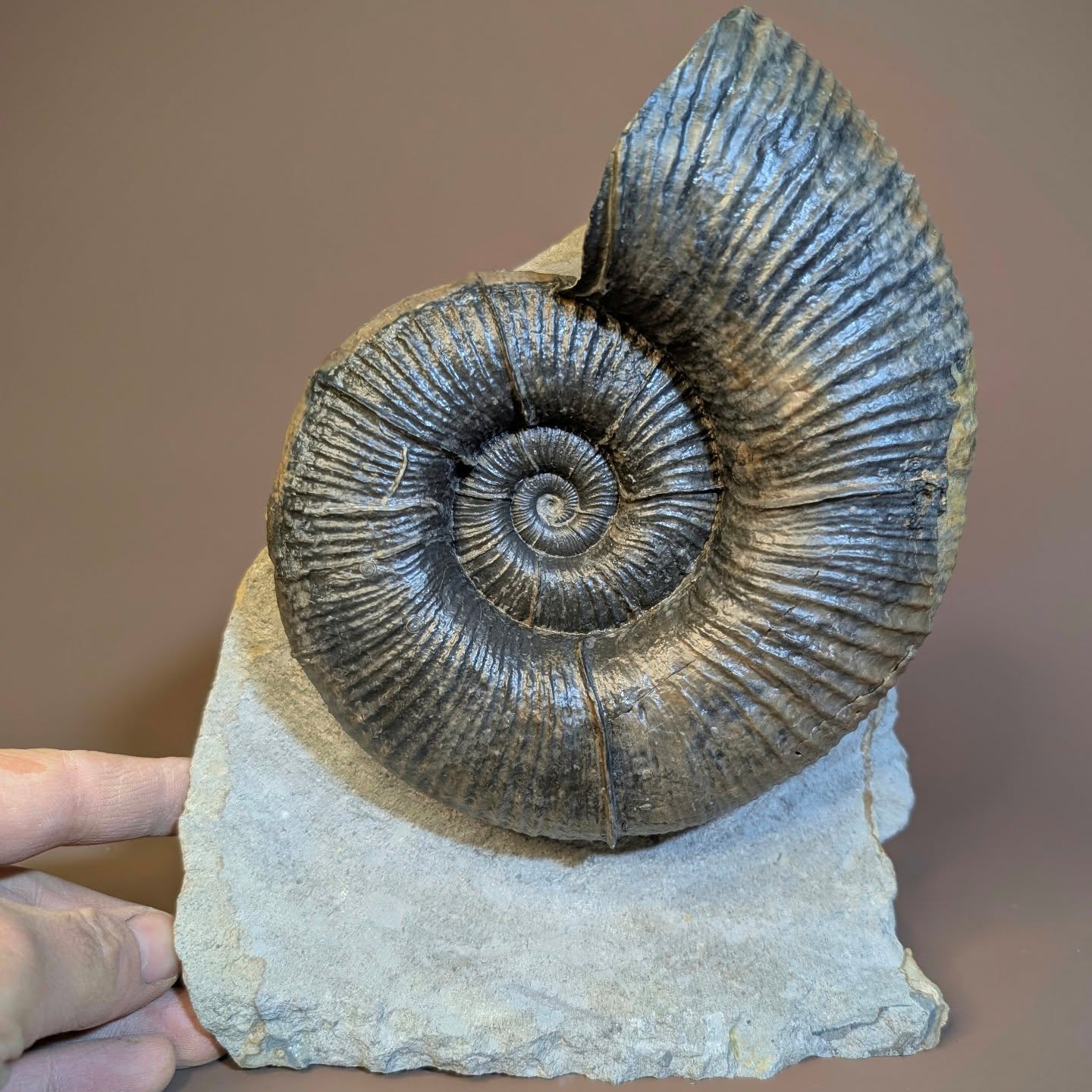 Lytoceras sp. from the Jurassic of Eype beach are a challenging prep due to the typically very hard rock that they are preserved in and this one was no exception. That said it was still possible to remove the rock and expose the delicate ribs that some of these ammonites possess. This is also quite a large specimen weighing in at 7 inches across (approximately 18 cm). This specimen was prepared for @fossiliferous_uk
#fossils #ammonite #paleontology #museum #ancienthistory