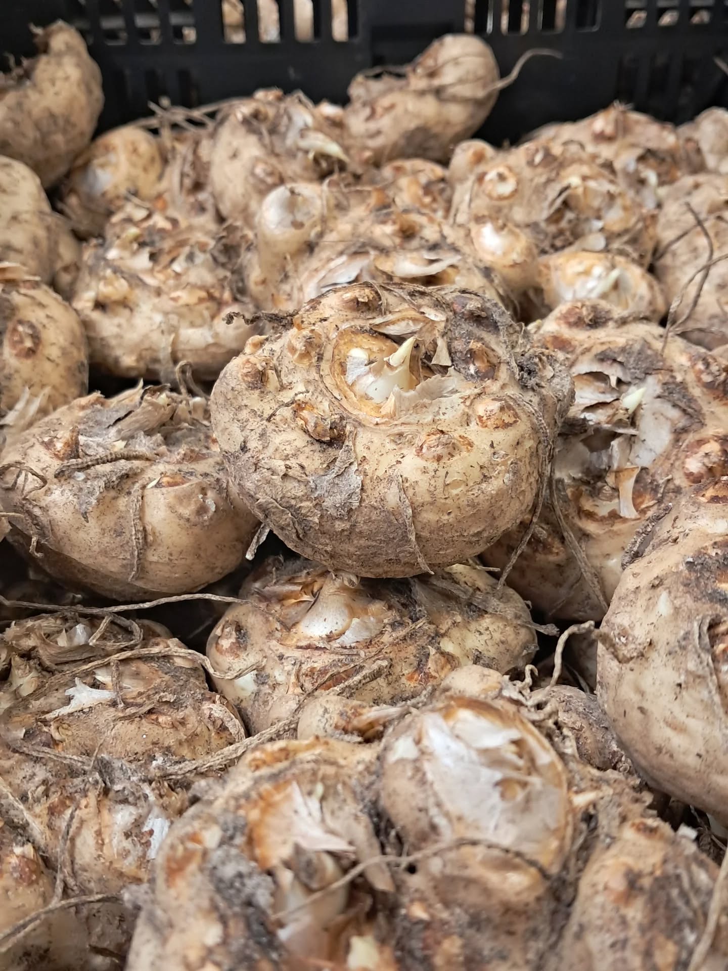 Onze schuur loopt aardig vol met prachtige calla knollen die wij voor derden prepareren 👍🏼
Met de kracht van toppers
@markvanhaaster en @richarddorsman + de rest van het team loopt het als een trein 😃
#teamwork
