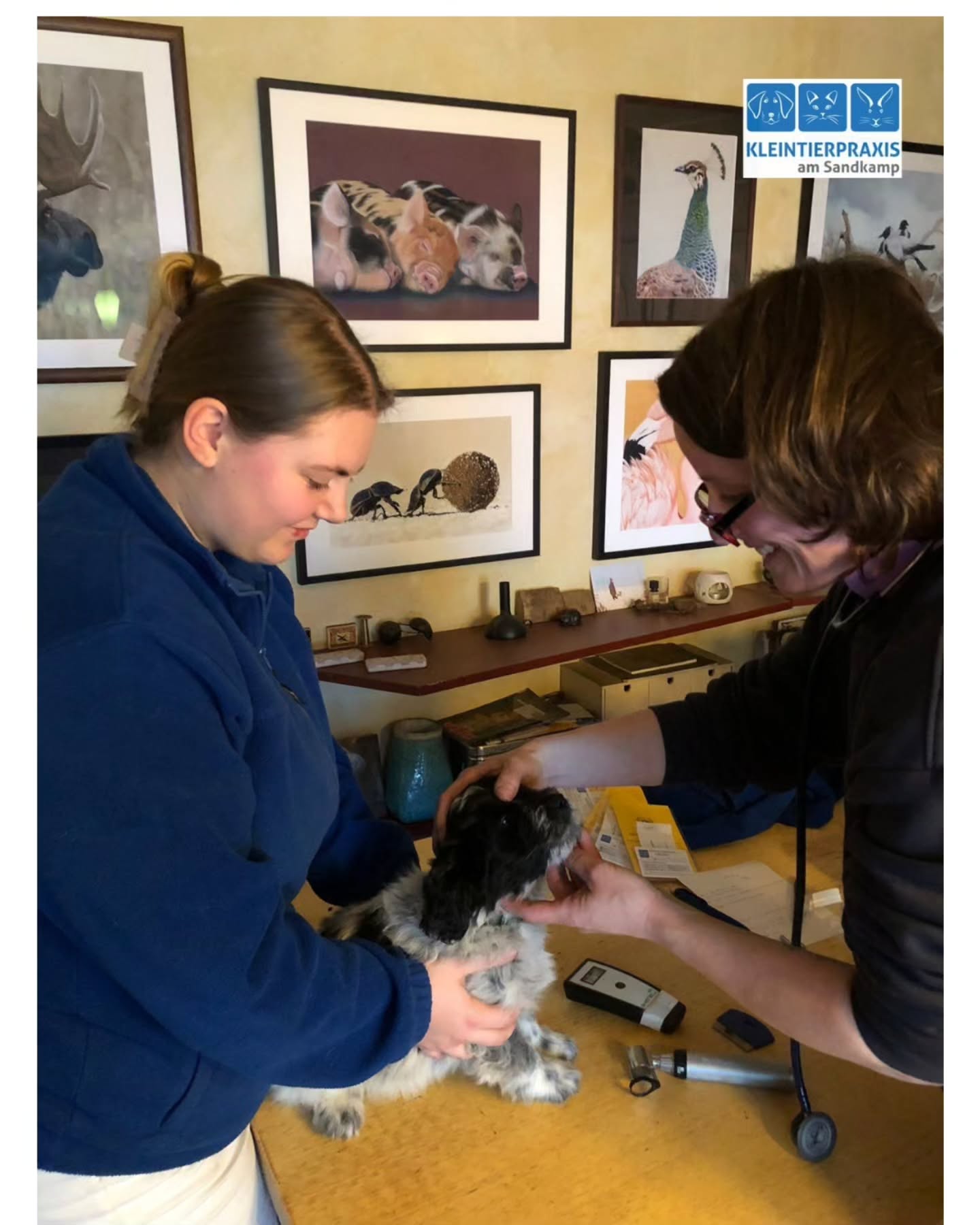 Jeannie und ich waren heute auf einem Hausbesuch und durften 10 putzmuntere Kleine Münsterländer (Vater) × Elo (Mutter) - Mix Welpen impfen und chippen. Alle Hundekinder sind wohlauf, sehr gut sozialisiert und haben die Strapazen unseres Besuchs im Nu wieder vergessen. Nach der ganzen Piekserei wurden wir trotzdem überschwänglich von der Truppe geherzt ❤️
Ein paar kleine Rüden suchen noch ihre Menschen, die sie glücklich machen können 🤠
Bei Interesse könnt Ihr Euch gerne in der Praxis melden 📞