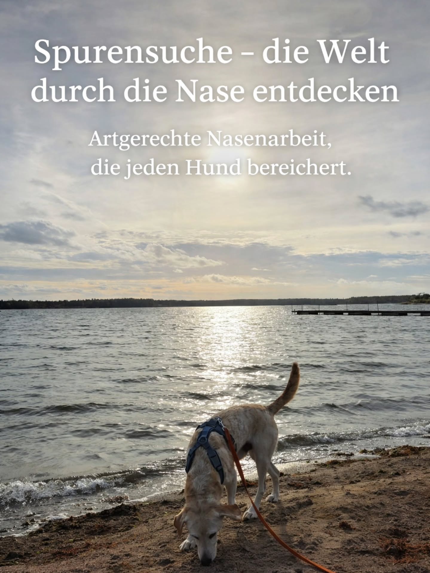 Spurensuche – die Welt durch die Nase entdecken 🐾
Schnüffeln ist für Hunde keine Beschäftigung.
Es ist Orientierung. Verarbeitung. Ruhe.
Wenn Hunde ihre Nase einsetzen dürfen, kommen sie oft ganz bei sich an.
Sie denken, entscheiden, regulieren – in ihrem eigenen Tempo.
Genau dafür entsteht gerade mein neuer Spurensuche-Kurs.
Artgerecht, aufbauend und in kleinen, konstanten Gruppen.
📍 Fricktal / Zurzibiet
🗓 Start: 5. März (Do 17:30) oder 22. Mai (Fr 17:00)
👥 Max. 5 Mensch-Hund-Teams
Mehr Infos findest du auf meiner Website.
Link in Bio / auf der Seite.