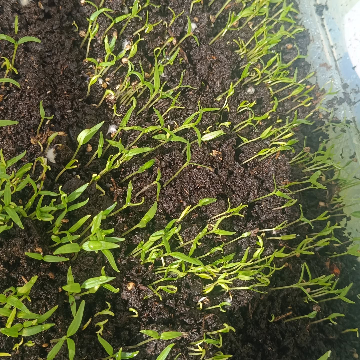 🇺🇸 Even in the city, one can create a greenhouse effect with a plastic box and have pimientos de padron grow!
🇵🇹 Mesmo na cidade dá para criar uma estufa numa caixa de plástico e ter pimientos de padron a crescer!
#cityfarm #cityfarming #pimientosdepadrón