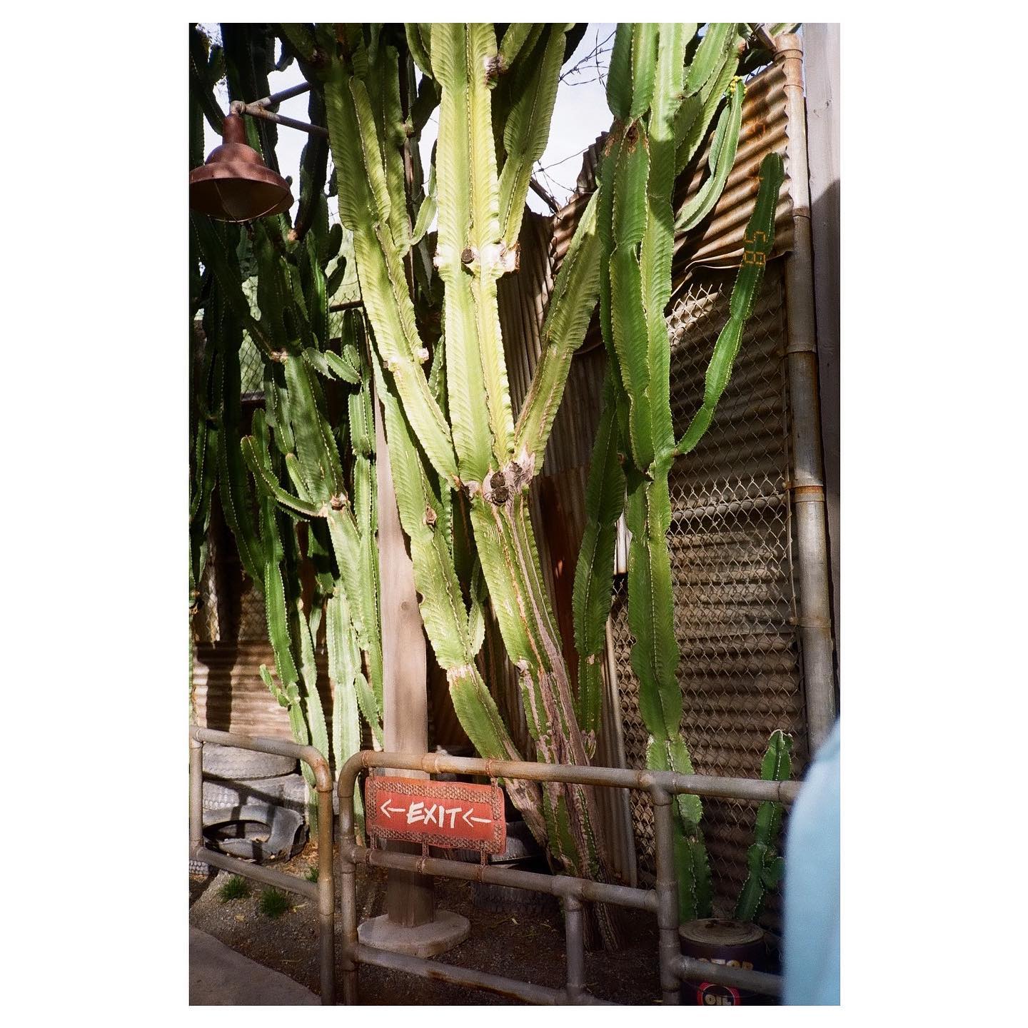 🌵
📷: canon sureshot supreme quartz date / fuji 200
#autoboy3qd #35mm #canon #canonsureshotsupreme #fuji200 #fuji #fujicolorc200