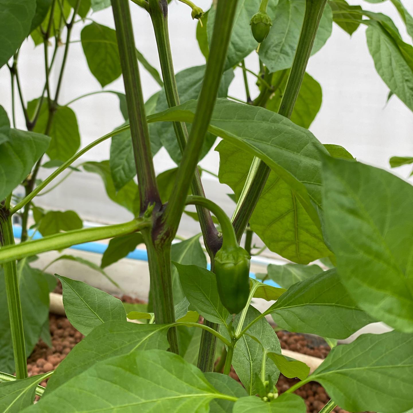 Update: Our peppers have started to set fruit 🌶
#aquaponics #sustainable #sweetpeppers