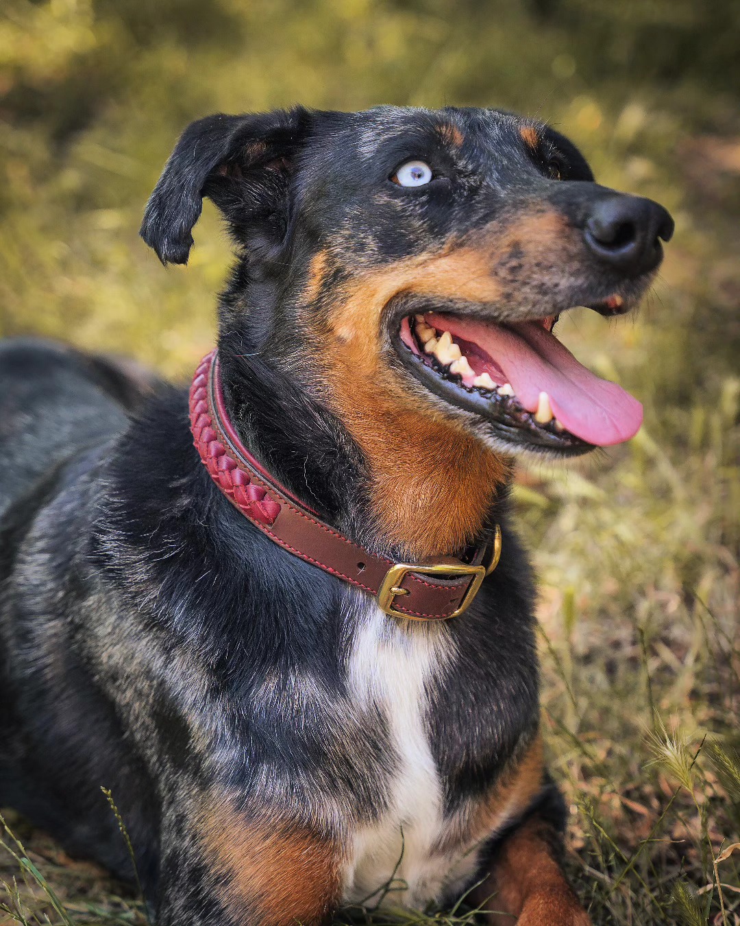 🐾 Moi c’est Rouka, mannequin à temps plein pour L’Atelier du Haras !
Mon collier ? Cuir pleine fleur, tressage maison, bouclerie en laiton... rien que du solide, cousu à la main par mon humaine Stéphanie 🐶❤️
Tu veux un collier unique pour ton poilu ?
👉 Dis-lui tes envies (couleurs, taille, décoration…) et hop, c’est fait !
📍 Fabriqué avec amour dans le Sud de la France
📩 Commande par message ou via le lien en bio
➕ Abonne-toi pour découvrir les prochaines créations artisanales !
#latelierduharas #CollierArtisanal #collierchien #FaitMainAvecAmour #CuirFrançais #ChienStylé #chien #Beauceron #chienheureux #SellierHarnacheur #ArtisanatFrançais #OccitanieCréative #fabriqueenoccitanie #artisandart #Cuir #leather #Handmade
