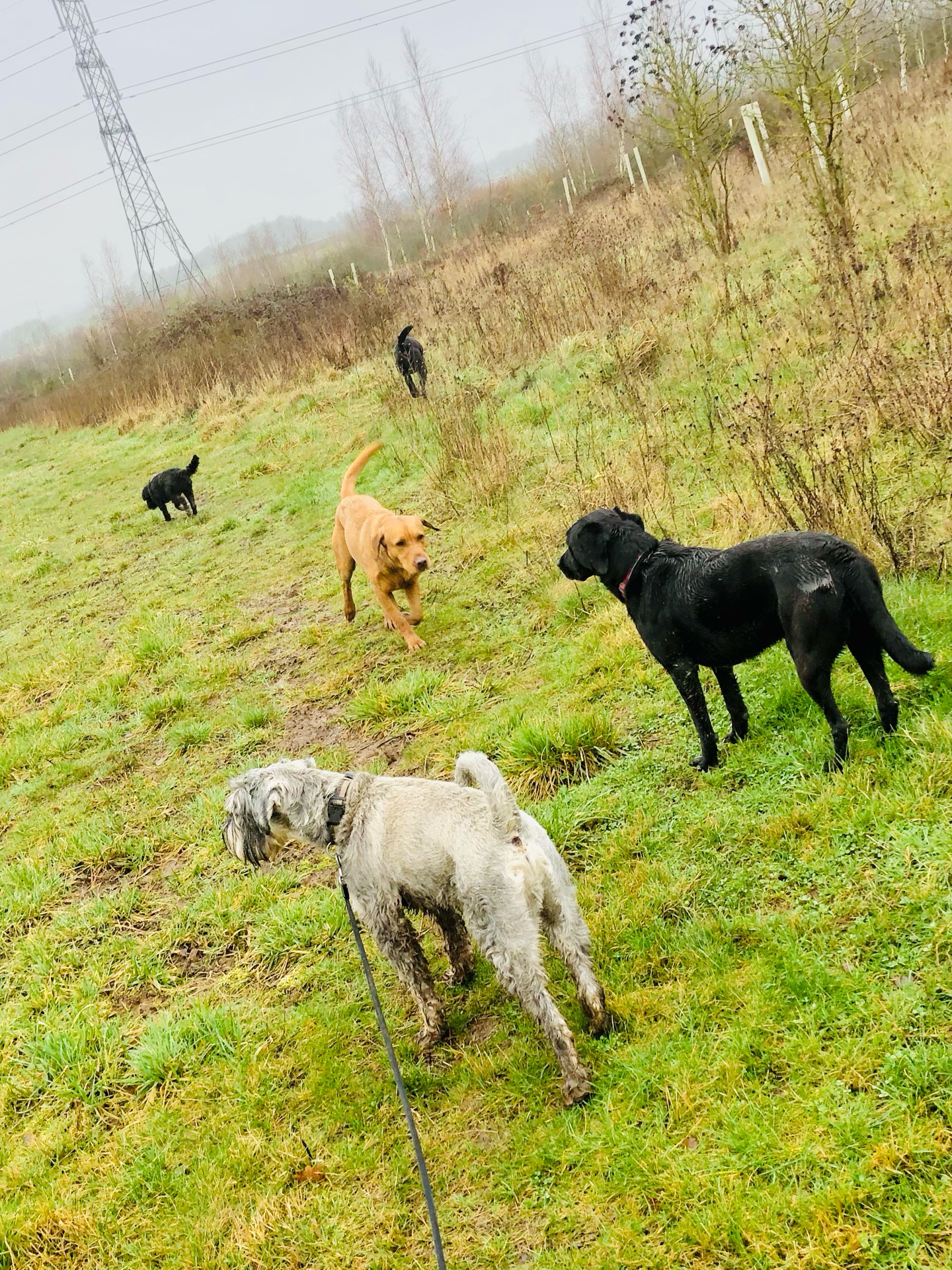 😝🐾❤️
If your dog would like to have a walk with us then contact us at www.ardendogwalking.co.uk and check out our half-day experience.
#ullenhall #tanworthinarden #hockleyheath #henleyinarden #dog