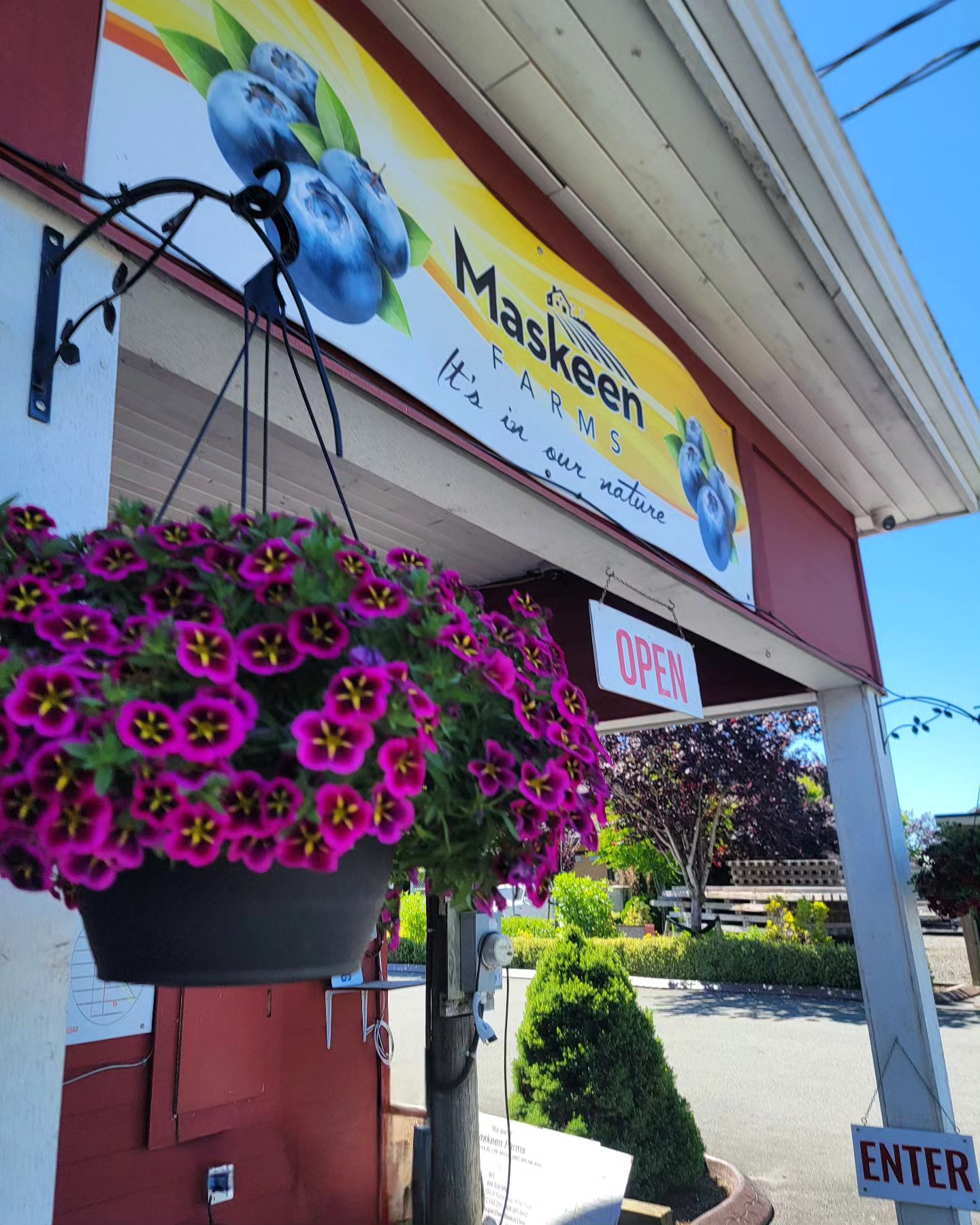 Enjoying a beautiful weekend at the farm! We're open and ready for you to pickup the freshest blueberries. Come visit us and taste the sweetness of summer!
.
.
.
#Maskeenfarms #BlueberryFarm #FreshBerries #PickYourOwn #FarmLife #WeekendFun #FamilyTime #SupportLocal #HealthyEating #FarmFresh #SummerVibes #BlueberryPicking #BerrySeason #LocalProduce #FarmToTable #NatureLovers #OutdoorFun #SustainableFarming #HealthyLifestyle #Delicious #FarmersMarket #EdibleGardens #OrganicFarming #FreshFromTheFarm #WeekendGetaway #BerryLovers