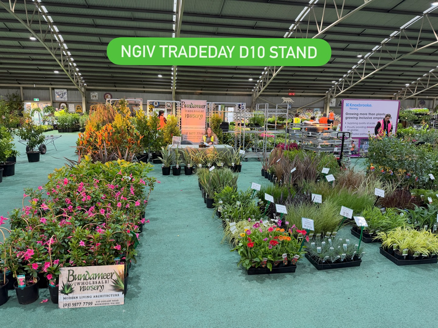 Bundameer’s 1st NGIV Tradeday stand for 2026! Please come by and say hello! Warwick & Cat will be there for all your order requests and or stand purchases! 5% OFF all stand bought stock so don’t miss out
#BundameerNursery #WholesalePlants #PlantNursery #ornamentalgrass #ngivtradeday