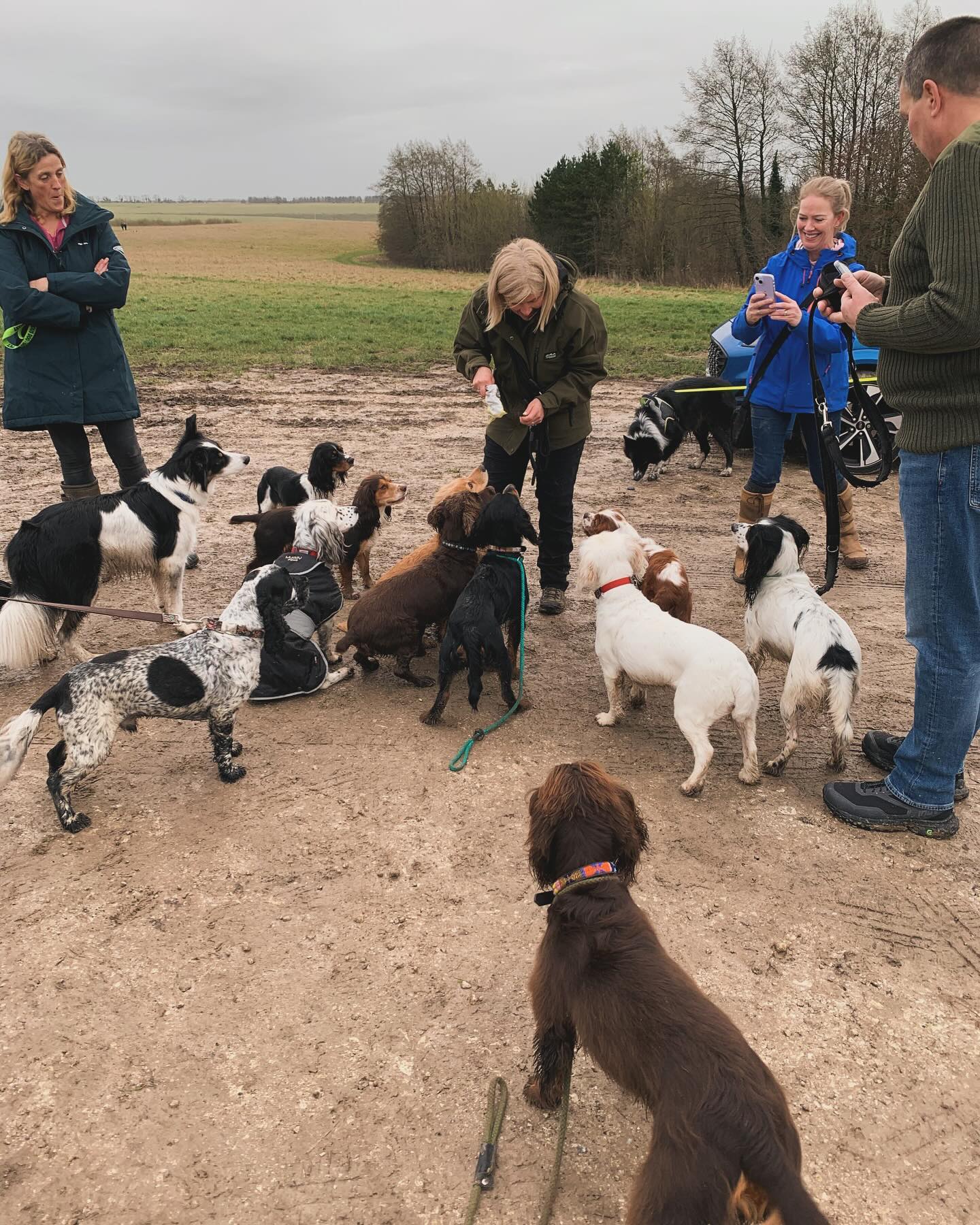 Annual spaniel meet-up on New Year’s Day! 16 spaniels on Salisbury Plain, all Phoebe’s rellies, what better way to greet 2024!
