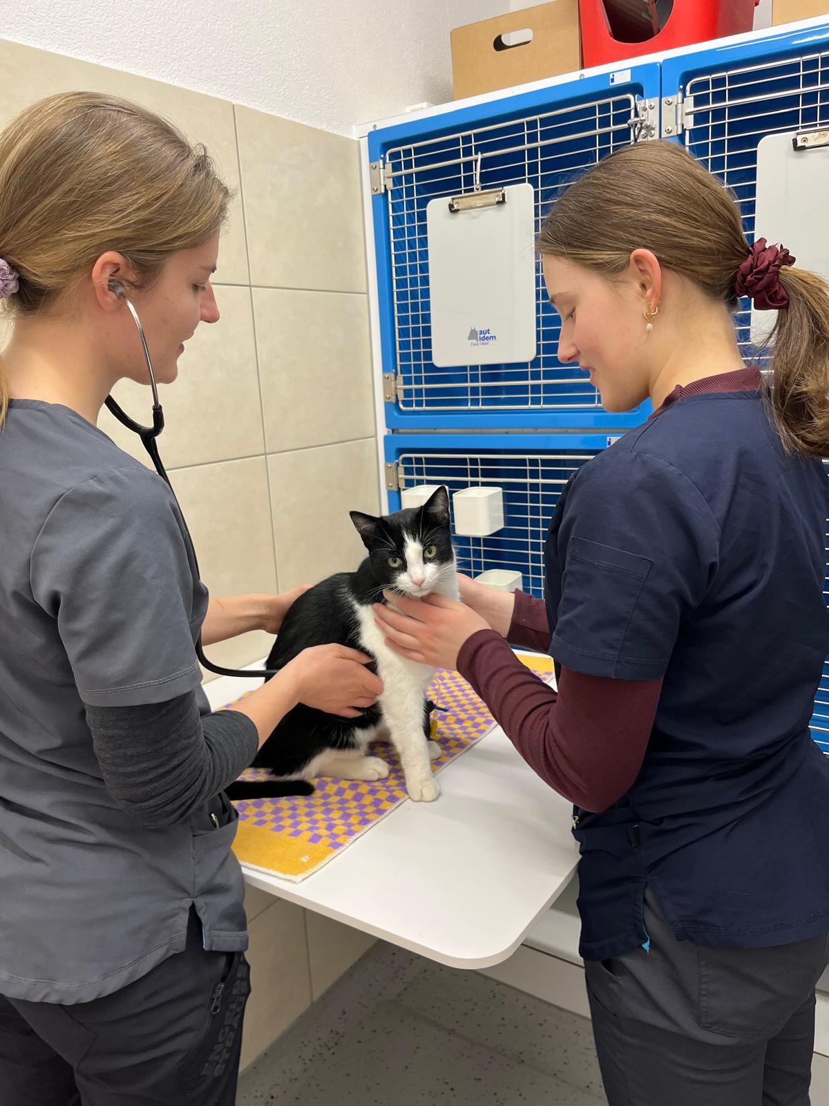 Heute in unserem Boxenraum 👩⚕️🐈👩⚕️
Stressfreie Untersuchung, gepaart mit liebevoller Fürsorge, durch unser topmotiviertes Team🍀💚!
@tierarztpraxis_rothenburg
#katzenmedizin #tierarztpraxis #katzenluzern #motiviertesteam #katzenglück🐾