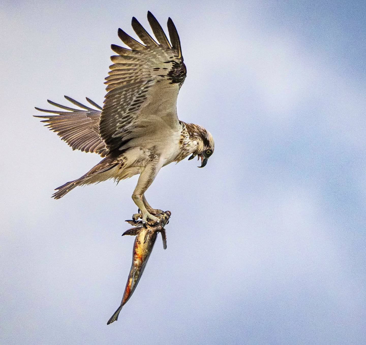 Catch of the Day.
You won't see this at the new Sydney fish market but this catch is very very fresh. Ospreys are almost exclusively piscivorous though smaller birds will scatter in panic on their approach.
@aneyefordetails
#bird #birds #birdphotography #birdsofinstagram#animalsofinstagram #wildlifeofinstagram #wildlifephotography #nature #naturephotography #wild_perfection #wildlifeaddicts #nikon #nikonaustralia #planetearth #nationalgeographic #australiangeographic #tourismaustralia #sydneyfish