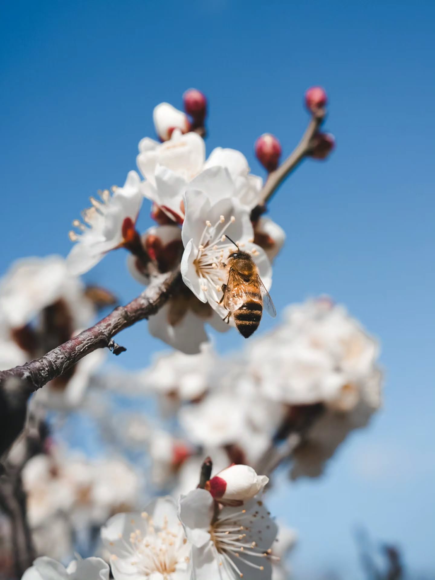 Plum blossoms are blooming in Kyoto 🌸🐝
#kyoto #plumblossom #umekojipark #japantravel #kyototravel