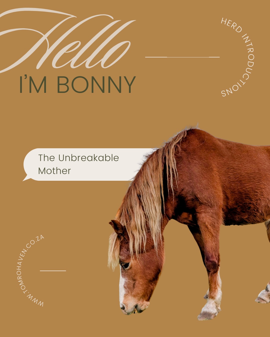 BONNY – The Unbreakable Mother
Bonny’s life is a testament to pure resilience. After being hit by a car and left to heal from a broken neck without veterinary care, she survived against all odds—and went on to give birth to her beautiful foal, proving that love, strength, and a mother’s spirit can overcome even the deepest trauma.
Today, Bonny is strong, spirited, and deeply nurturing—a living reminder that second chances save lives.
🤍 R100/month = one meal a day for Bonny and the herd.
Your monthly support helps us care for survivors like her, giving them safety, nourishment, and dignity for life.
👉 Help the herd thrive. Donate R100 a month.
#TomRoHaven #FeedTheHerd #Donate100 #RescueHorse #BonnyTheMare SecondChances EquineRescue