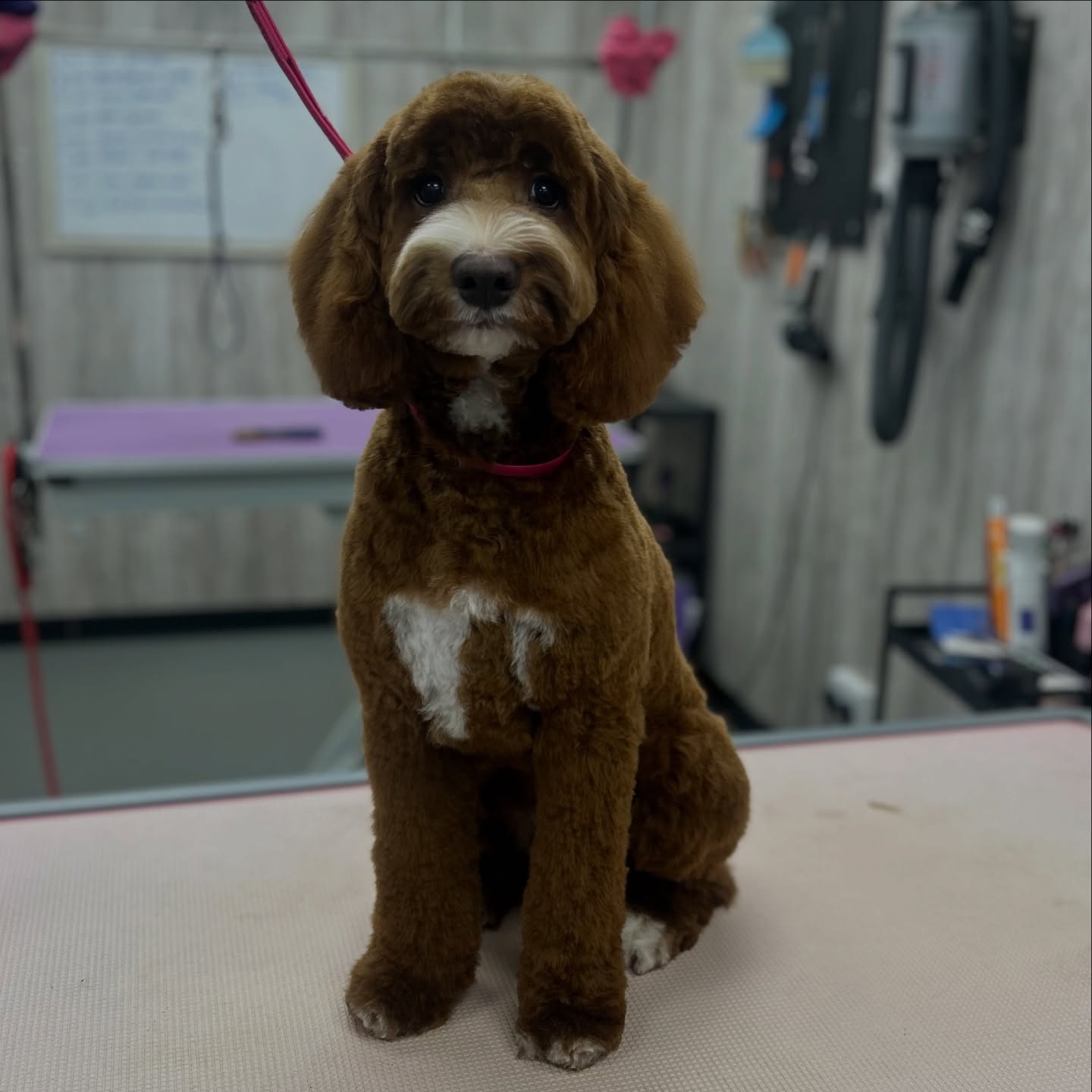 Transformation of the week goes to Moose 🧸 looking like a real life teddy bear now