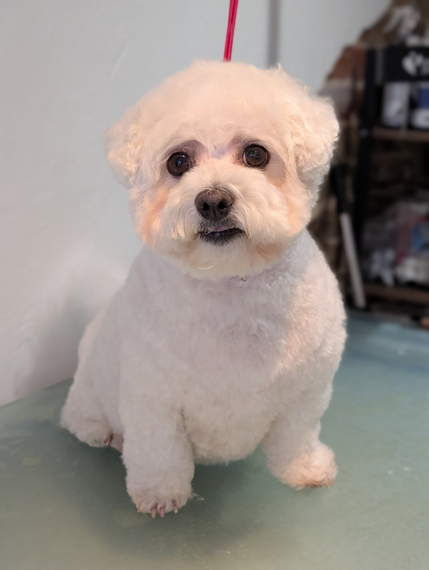 New girly today Mabel!!! I'm in love 🥹
#woofmans #woofmansdoggrooming #brightondoggroomers #brightondogs #brightondogsofinstagram