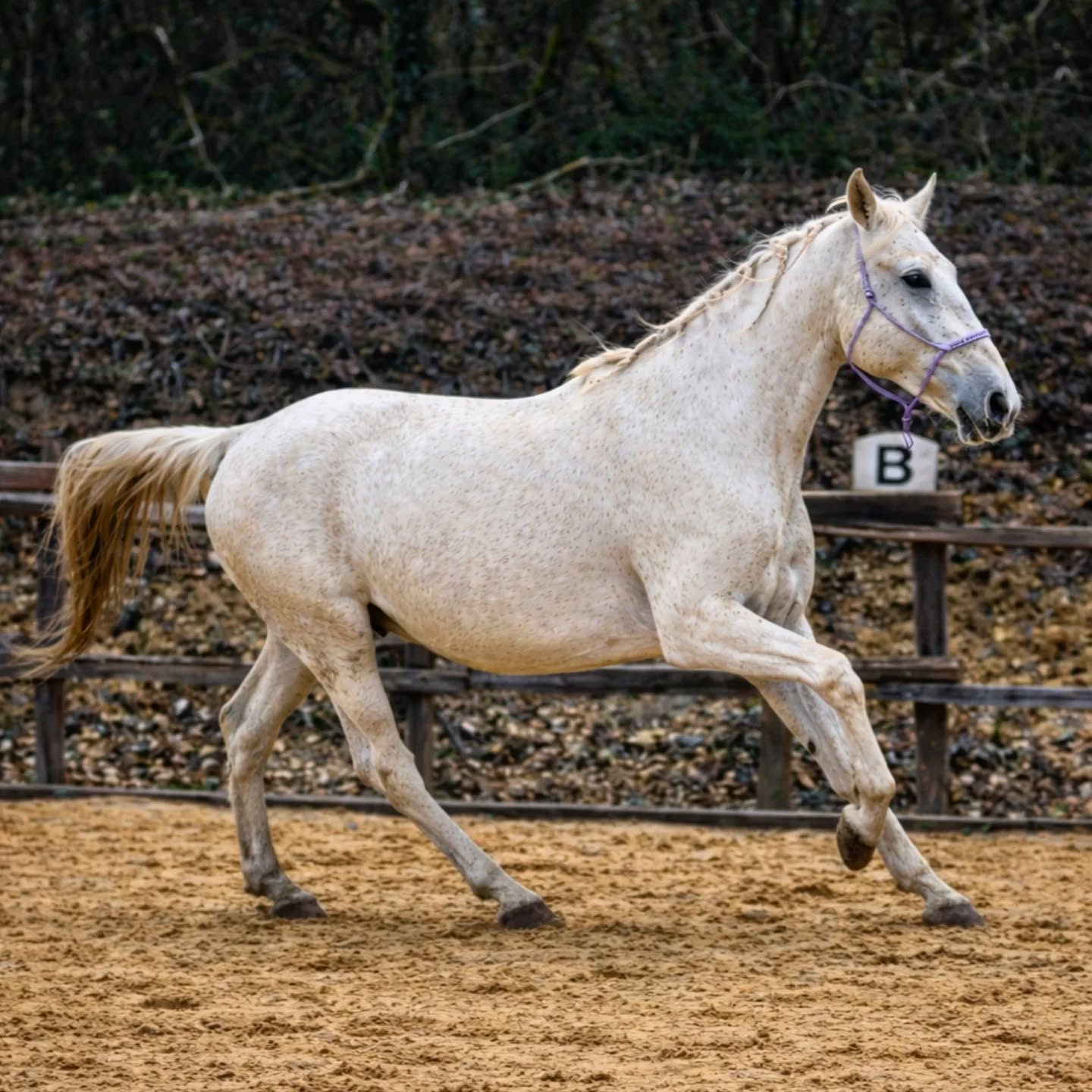 ✨ Dune Favory Elfes ✨
Nous sommes très fiers d’annoncer que Dune Favory Elfes a été approuvée en tant que poulinière au stud-book Lipizzan avec une note de 65 %.
Les juges ont particulièrement apprécié sa tête féminine, typique du Lipizzan, ainsi que sa douceur, qui reflète parfaitement le caractère noble et harmonieux de la race.
Cette approbation vient récompenser son modèle, son expression et tout le travail accompli autour d’elle. Une étape importante qui marque une nouvelle page dans son parcours et dans l’histoire de notre élevage 🤍🐴