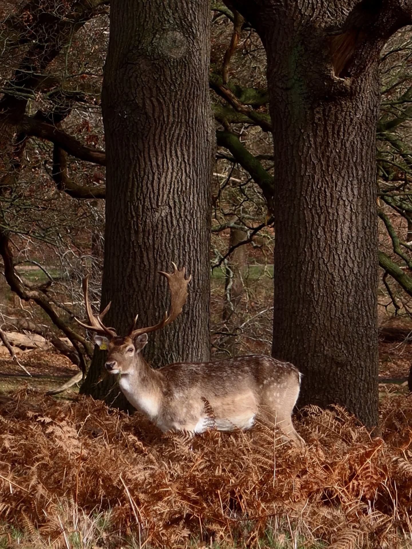 I've moved to the UK for 2026! 🇬🇧
Hopefully this year will be filled with lots of painting and photo taking so it's time to dust off my Instagram account!
Here's some snaps from Richmond park featuring a stag, an Egyptian goose, and a very ancient looking tree 🪿