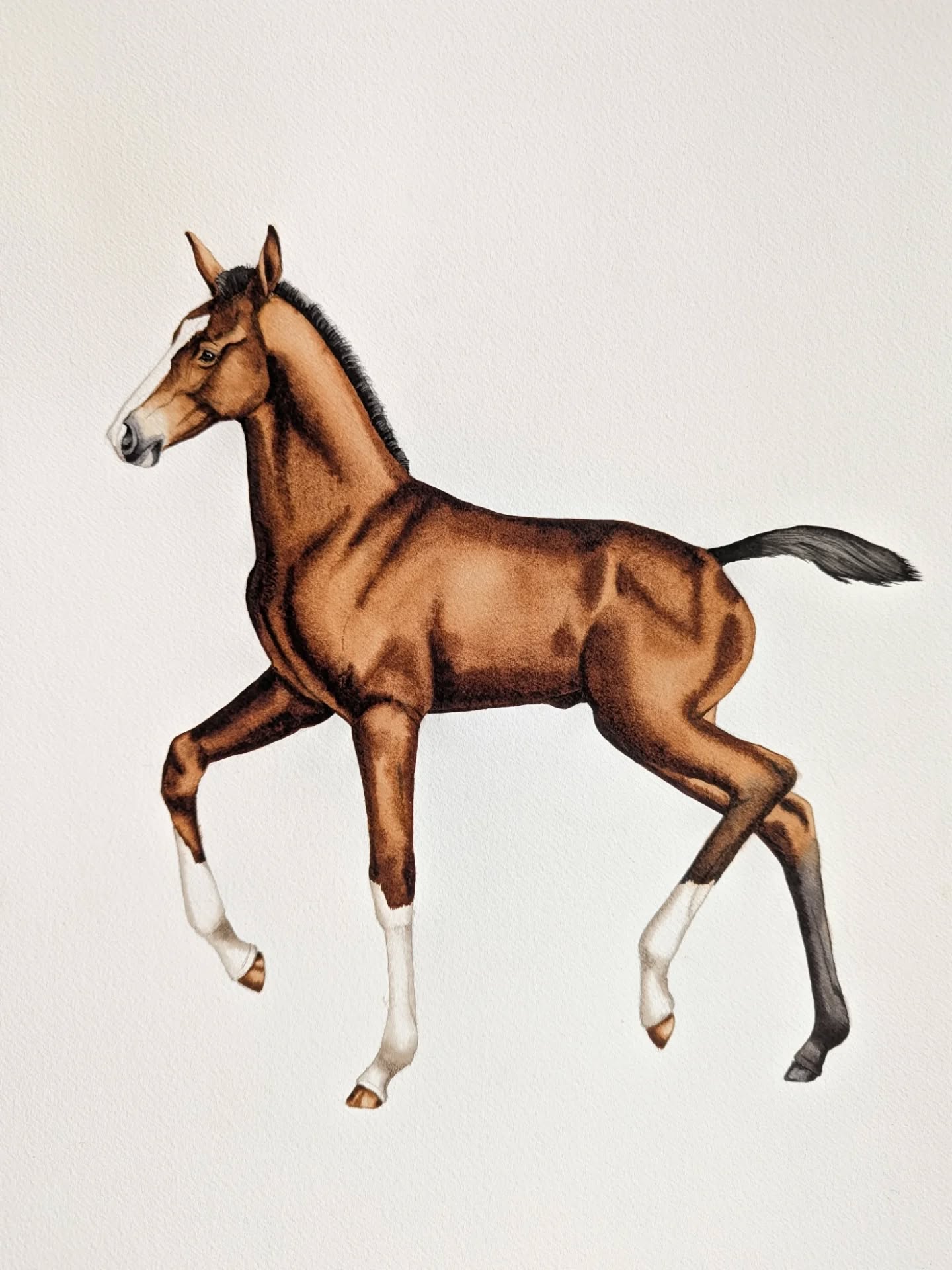 To symbolize the birth of my renewed concept… Meet Apple, Pepper & Carrot! (By the beginning of March available as limited edition giclee prints, uniquely designed for the nursery - 30×40 cm)
.
.
.
.
.
.
#foal #foals #nurseryart #nurserydesign #nurseryprint