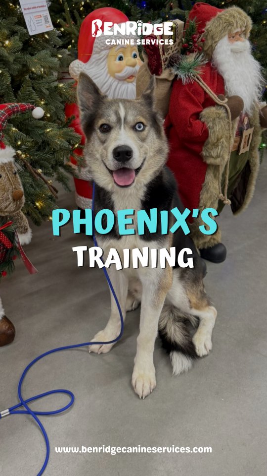 Phoenix’s training journey begins here.
In this first session, we’re assessing Phoenix’s behavior, thresholds, and safety levels before moving forward. This stage is about observation, structure, and taking the right steps at the right pace. Nothing is rushed. Every interaction matters.
Progress starts with understanding the dog in front of you and building from there. Part 1 is always about laying the groundwork.
Stay tuned for Part 2 as we continue working through Phoenix’s training journey.
24 Pillar Rock Crescent, Markham, ON L6C 3H4
📞 647 425 4838 | 647 807 8761
📲 @benridgecanine_services
🦴 www.benridgecanineservices.com
#dogtraining #boardandtrain #behaviortraining #reactivedogs #huskytraining caninerehab benridgecanineservices
