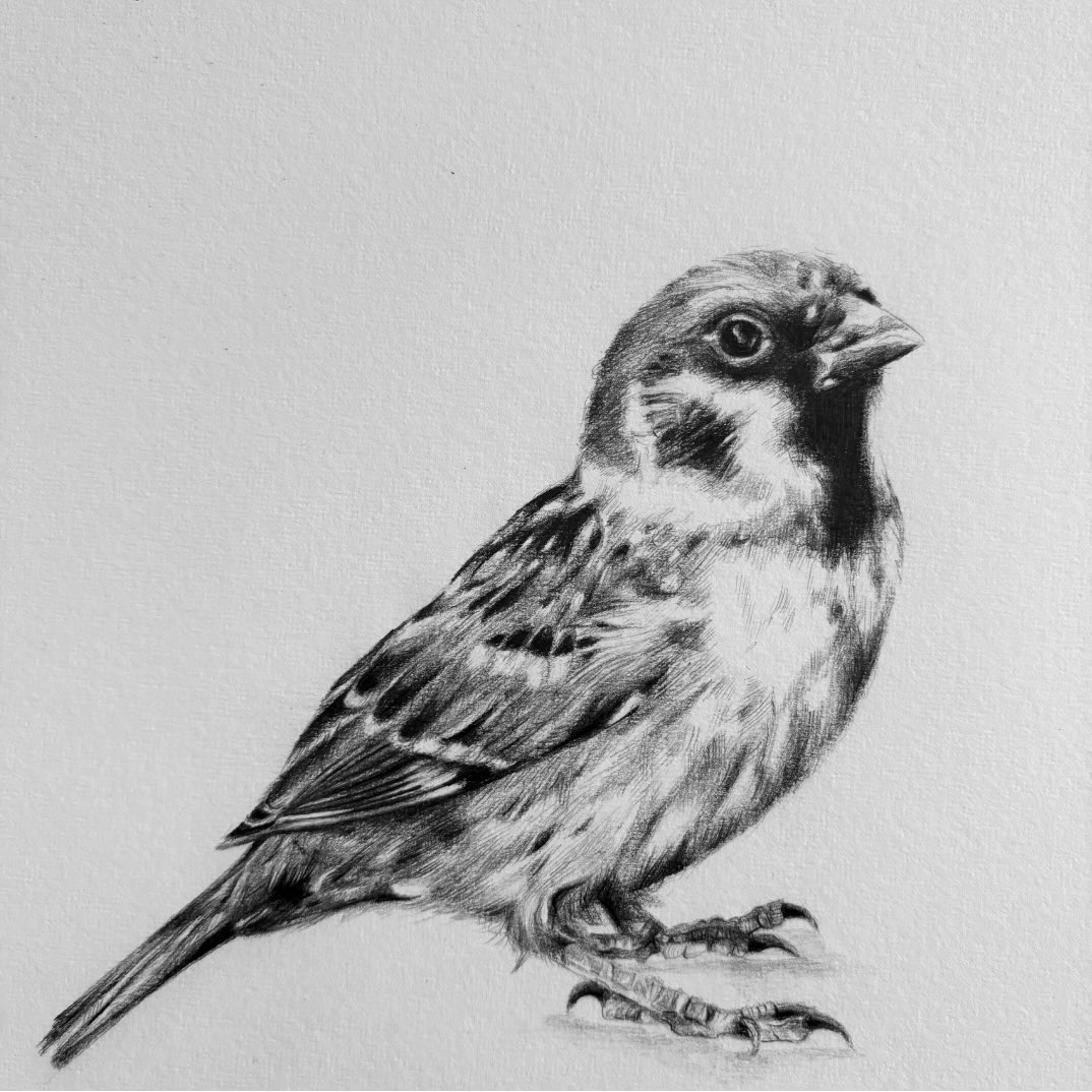 „Spatz — Stille Post“
#stillepost #stillemomente #singvogel #spatz #postkartenliebe❤️
