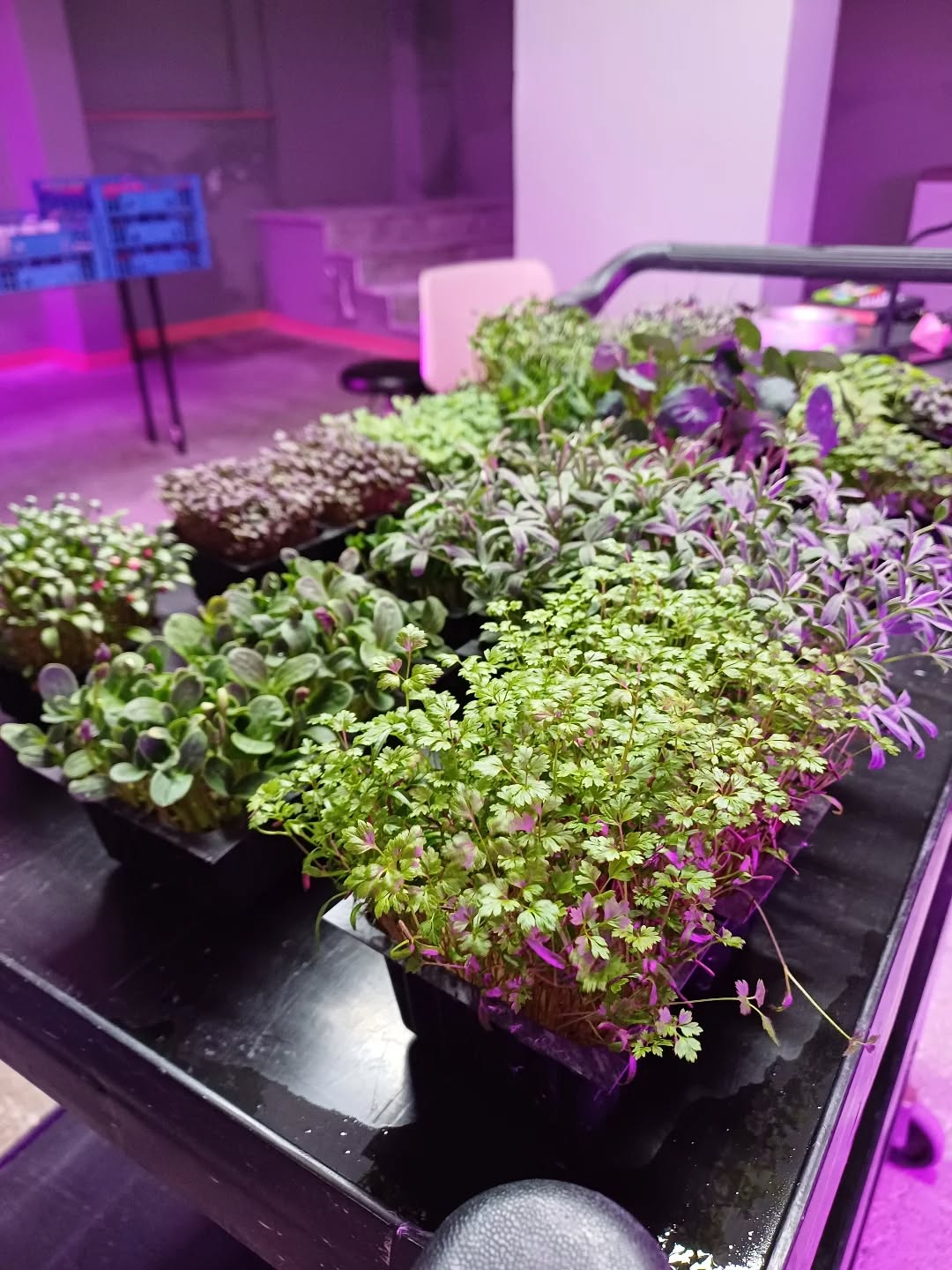 Your best choice in microgreens 🌱
Dirt Free Microgreens 🌱
Athens Gourmet Leaves 🇬🇷 Greek Microgreens 🇬🇷 Packed and delivered as fresh as it gets all over Greece🌱
Eat your greens 🌱
#supportlocal
#athensgourmetleaves #microgreensgreece #microgreens #gourmetcooking mediterraneancuisine greekrestaurants athensrestaurants greekchefs dirtfreemicrogreens gourmetcooking gourmet eatyourgreens microgreen artdelatable🍽 urbanfarming greekmicrogreens
verticalfarming madeingreece producedingreece chefstalk gastrobar culinaryarts culinary garnish chefsofinstagram cheflife happychef artonplate artonaplate7
Photo credit: Yiannis Giassemis