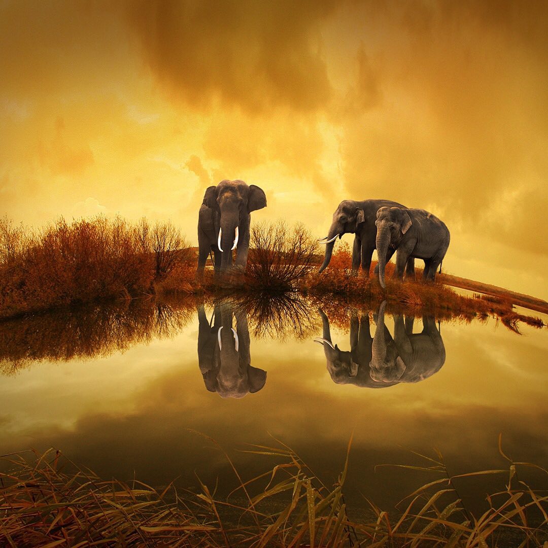 “The African elephant is the largest animal walking the Earth. Their herds wander through 37 countries in Africa. They are easily recognized by their trunk that is used for communication and handling objects. And their large ears allow them to radiate excess heat. The presence of African elephants helps to maintain suitable habitats for many other species. In central African forests, up to 30 percent of tree species may require elephants to help with dispersal and germination. They play a pivotal role in shaping their habitat because of the enormous impact they have on factors ranging from fresh water to forest cover.” www.worldwildlife.org
You can help expand and fortify elephant habitat by switching your web browser to @Ecosia to plant trees for free while you search the web. Ecosia.org is the ‘search engine that plants trees’ by donating 80% of their advertising revenue to effective tree planting projects around the world with a focus on biodiversity hotspots.
Subscribe to @trilliontreescampaign for more inspiring nature content and to connect with easy ways to plant trees around the world.
#trilliontreescampaign #trilliontrees #reforestation #generationrestoration #wildnature #wildlife #wildlifehabitat #habitat #biodiversity #wildlifeplanet #wildlife_inspiration
#elephants #elephantsofinstagram #wildelephants #elephant #elephantlove #elephantlover #wildanimals #naturephotography #mothernaturerocks #treeconnection #naturegrams #givebacktonature #nature_inspiration #naturebeauty_pix #naturemeditation #natureinspiredbeauty #naturelifeearth #naturelifeearth #mothernaturerocks