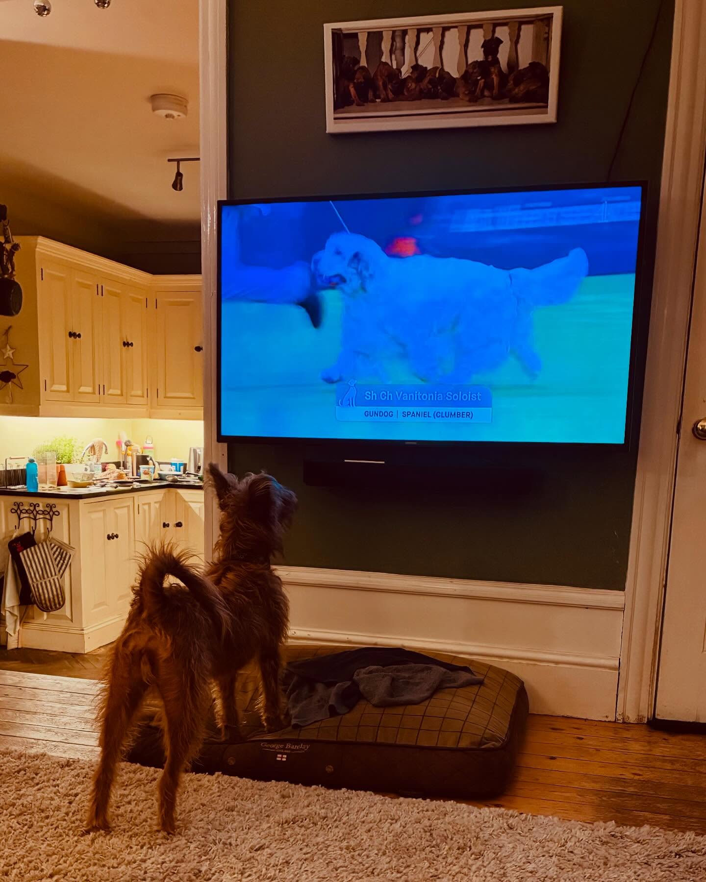 Edna approves of this evenings viewing! #irishterrier #irishterriers #crufts #irishterriersofinstagram #dogshow