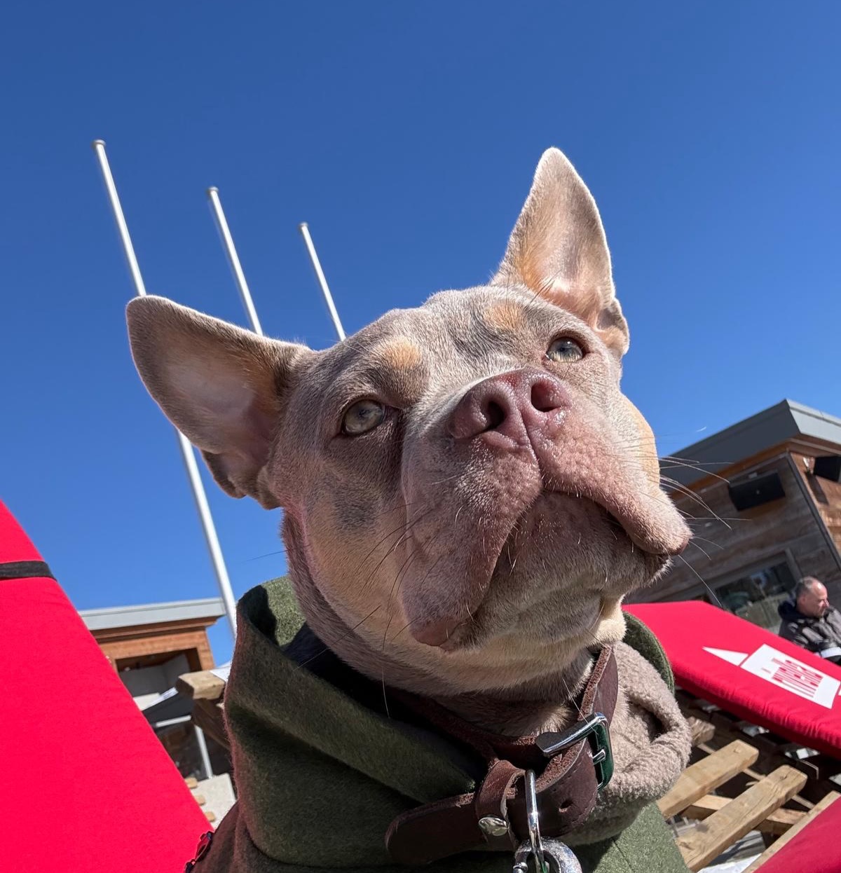 Prime 🥰💥🤯
Wunderschöner Nachzuchtrüde sagt HALLO am Valentinstag 💝
Prime-Time for the Ladies von Alpha Bully – kurz Prime 🥇
Für echte Prime-Dates ist es zwar noch etwas früh, aber vorstellen wollte er sich trotzdem schon mal. 😉
Spass beiseite: Prime ist wie viele Hunde aus unserer Zucht CDDY-frei und trägt somit kein genetisches Risiko für frühzeitige Bandscheibenverkalkungen.
Dazu bringt er ordentlich Sportlichkeit mit inklusive langer Rute – so richtig Retro 💪🏻
Wir sind sehr gespannt auf seine weitere Entwicklung 💛😍
#AlphaBully #retrofrenchie #bullysmitnase #franzosischebulldogge