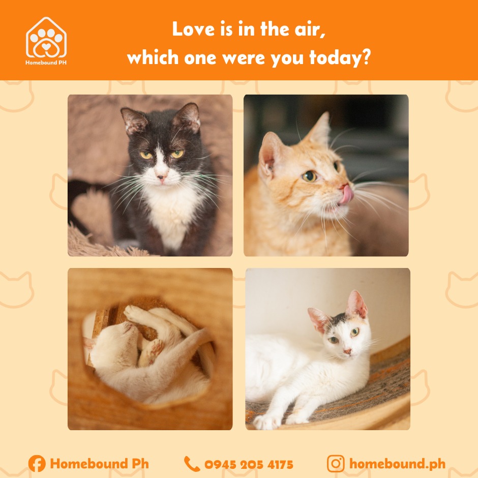 🐾This Month of Love🐾
Featuring our beloved shelter kitties, pick a cat that matches your mood for this month😻
📷 @vibecheckphotog