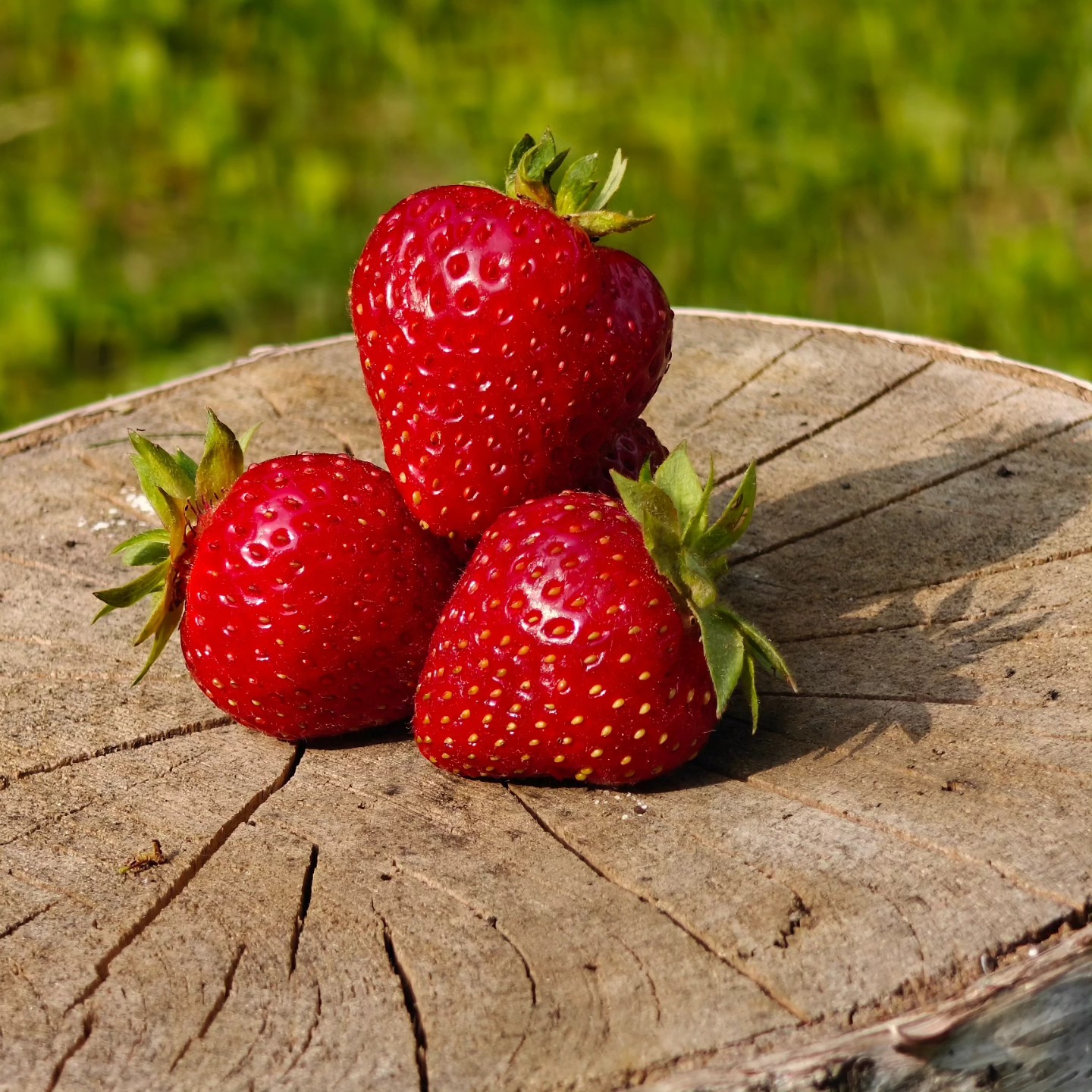 Guess who's back....the berries of course!!🍓🍓🍓🍓🍓🍓🍓🍓🍓🍓🍓🍓🍓🍓🍓
The rain and the sunshine today were the perfect mix to ripen a bunch of our crop. I'm opening up pre-orders again at:
www.thefarmatbirchfield.com
Orders will be filled as they are received. Berries as early as tomorrow (6/22/25)
Get them before they are gone!
$6 per quart - $45 per flat (8 quarts)
#michiganstrawberries #sweetberries #BirchfieldFarm #yumyum