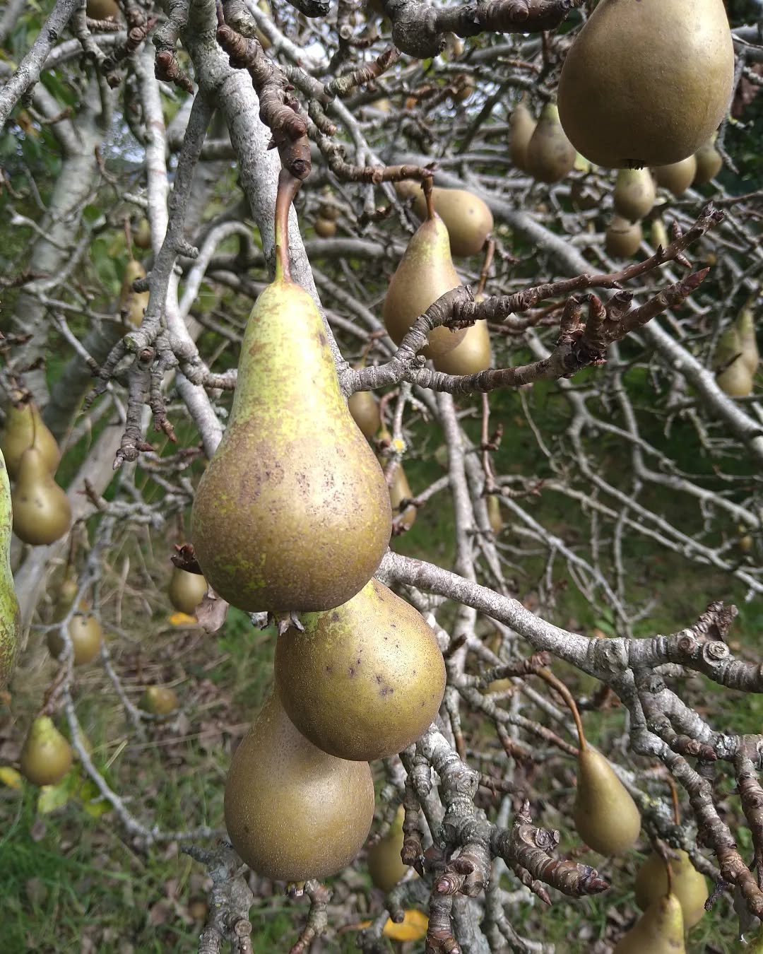 tyncellarcommunityhall #selfcateringcottage #selfcatering #holiday #cottages #margam #porthcawl #bedandbreakfast #inittogether #barnconversion #tyncellarfarm #thebarnbedandbreakfast #inittogetherfestival #farm #farmlife #visitwales #walesadventure #wales❤️#nature #september #wales #pears