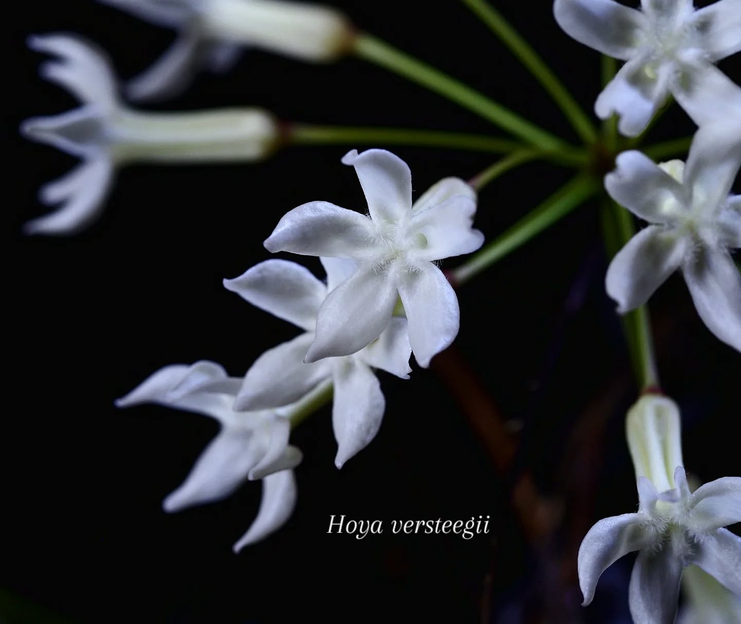 #hoyaversteegii