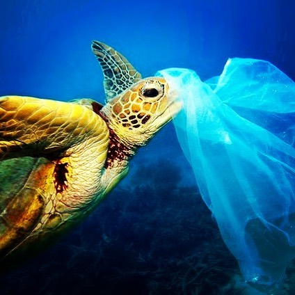 Turtles 🐢 think plastic bags are dinner in the shape of jelly fish... come find out the full story at our next screening event followed by panel discussion on 29 sept. Connect with like minded people on a topic that effects us all. Link in bio ☝️☝️☝️also enjoy our zerowaste market #PlasticOcean #hackney #sustainability #zerowaste #buildingcommunity #london #ocean #plasicpollution #foodchain