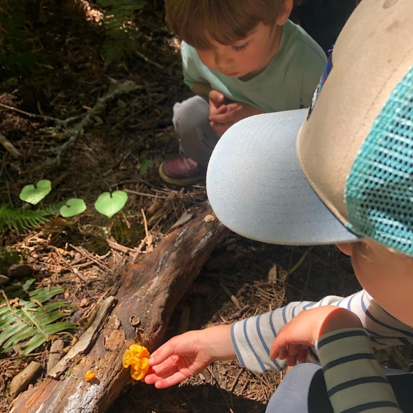 āThe earth is what we all have in common.ā - Wendell Berry
.
.
.
.
.
#forestschool #forestpreschool #childrensartstudio #outdoors #outdoorkids #outdooreducation #outdoorlearning #optoutside #naturebasedlearning #learningthroughnature #wildschooling #rewildyourchild #classroomwithoutwalls #cedarsongway #placebasededucation #natureschool #natureplay #naturekids #pnwkids #pnwkids_washington #olympia #olympiapreschool #olympiawashington #pacificnorthwest #wildandfreechildren #interestledlearning #learnwiththeland #ancientfuturespbe