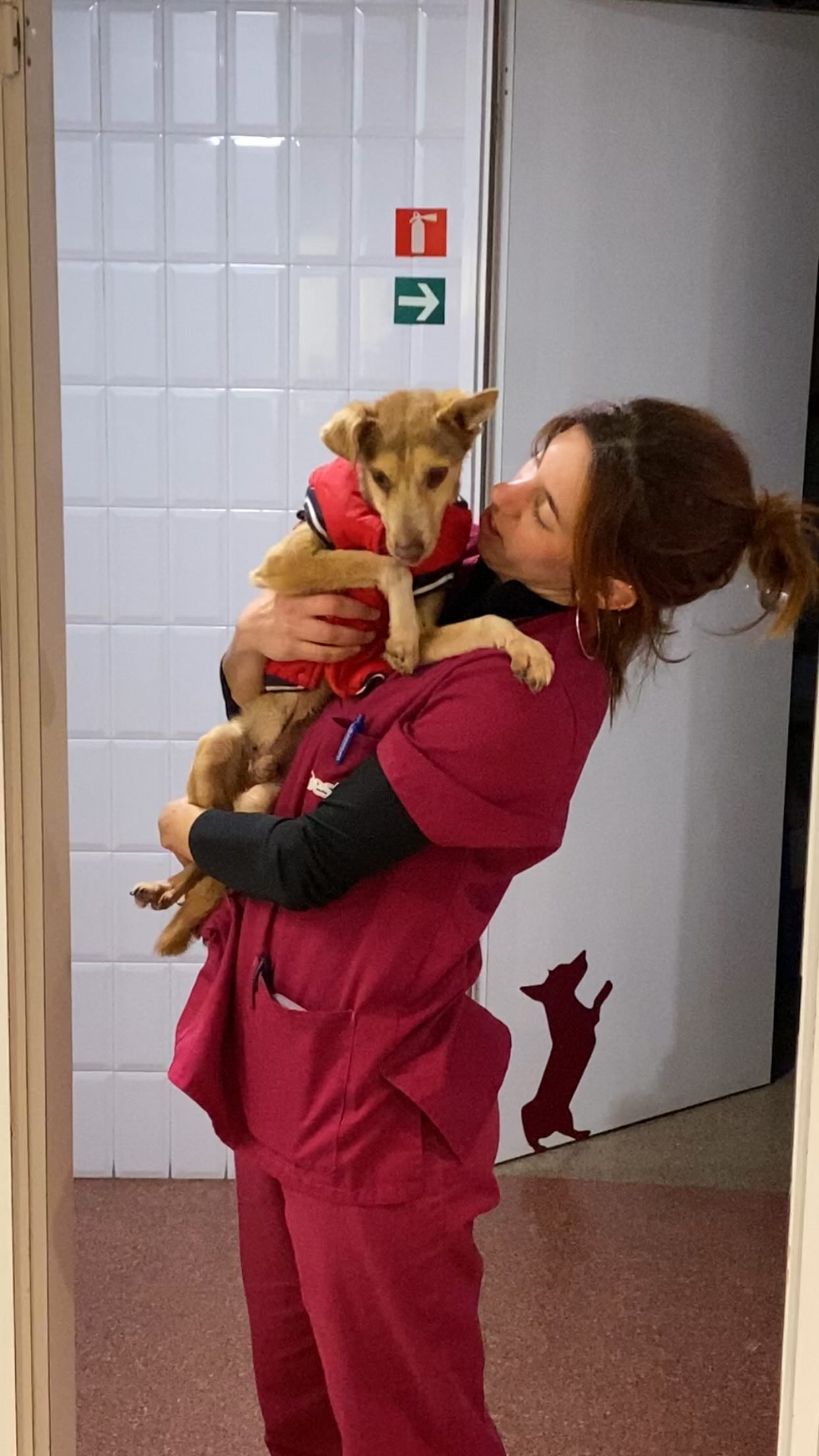 🎉🦷 25 % de DESCOMPTE en higiene bucal durant el mes de FEBRER al BESTIARI 🦷🎉
👩⚕️🐶 Aprofita una revisió dental gratuïta, on el veterinari valorarà l’estat de la boca del teu 🐈🐕🦺 i t’assessorarà sense compromís✔️.
Aquest és en Nano 🐶💛, un gosset de 10 anys que va venir perquè gairebé no menjava 😔🥣. El dolor que tenia a la boca era tan intens que li impedia fer una cosa tan bàsica com gaudir del menjar… i del seu dia a dia 💔.
En el seu cas no s'havia mantingut una bona higiene bucal 🪥 durant molt de temps arribant a un extrem amb danys irreversibles🆘 on la única opció per donar-li qualitat de vida era extreure-li les peces afectades 🦷. Un cas d'allò més extrem❌
🚨No sempre som conscients que la salut bucal 👅🦷 no afecta només la boca (mal alè, dolor constant al menjar, mobilitat dental, etc) ⚠️. Les infeccions 🦠 poden passar al torrent sanguini🩸i afectar òrgans com el cor 🫀, pulmons 🫁, fetge o els ronyons. Prevenir tots aquests problemes està directament relacionat amb una millor qualitat i esperança de vida 🐾✨.
🫵🏼T'animem a que no deixis que la situació arribi a extrems tan greus com el Nano⚠️... Revisa la boca del teu 🐱🐶 de forma recurrent i als primers símptomes de mal alè, dolor o inflamació porte'l al teu veterinari 🧑🏻⚕️ perquè valori la situació✅
👉🏼Amb un bon manteniment de la salut de les dents a casa 🪥🏡 i si cal una neteja professional de tant en quant hem de ser capaços de mantenir les dents🦷 dels nostres 🐾 en bon estat durant tota la seva vida (fins i tot i especialment quan son grans🫶🏻)
Tornant al cas del Nano, el mateix dia després de la llarga cirurgia sortia caminant i gairebé corrent per la clínica 🐕💨😄 Amb gana i amb energia. Tornant a ser ell 💛.
No esperis que deixin de menjar o que el mal alè sigui evident ⏳. La prevenció és clau 🔑🐶.
📅 Recorda: aquest febrer tens un 25% de descompte en neteges dentals + revisió dental gratuïta al Bestiari.
Cuidar la seva boca és cuidar la seva salut… i els seus anys al teu costat 🐾💖✨