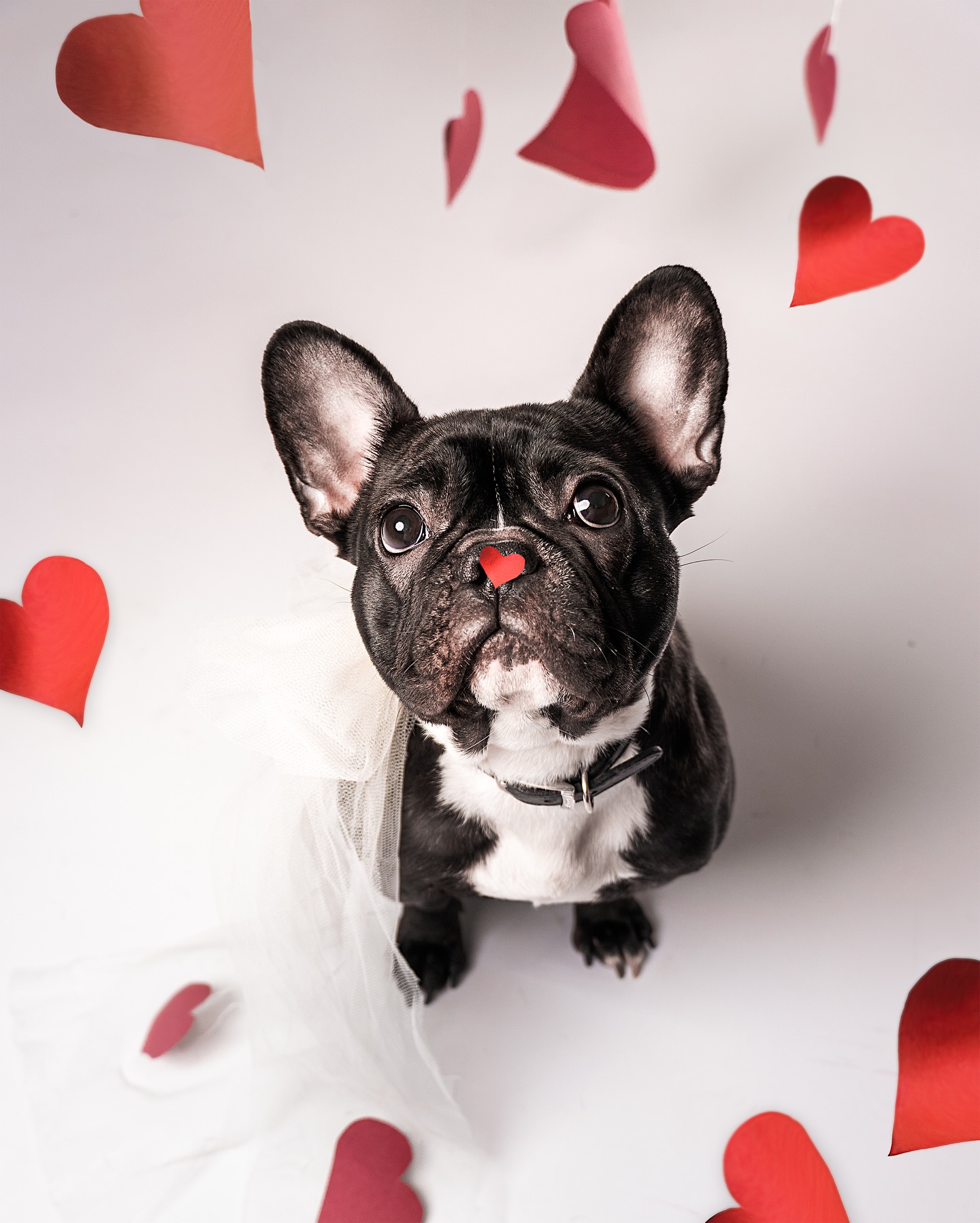 💘 Happy Valentine’s Day from Luna! 🐾✨
If you’ve been to LaBoheme Hub, chances are you’ve already met our fluffy little receptionist… and professional heart-stealer 🐶😄
Luna is sending all the love your way today (and yes… she’s currently accepting cuddles as payment 💅😂).
Wishing you a day full of love, warmth, good vibes… and maybe a little self-care too 💆♀️💝
📸 Captured by @MesinaPhoto ✨
Because even Luna deserves her glam moment 😍
#HappyValentinesDay #LaBohemeHub #SalonDog #ValentinesVibe #CuteDogAlert