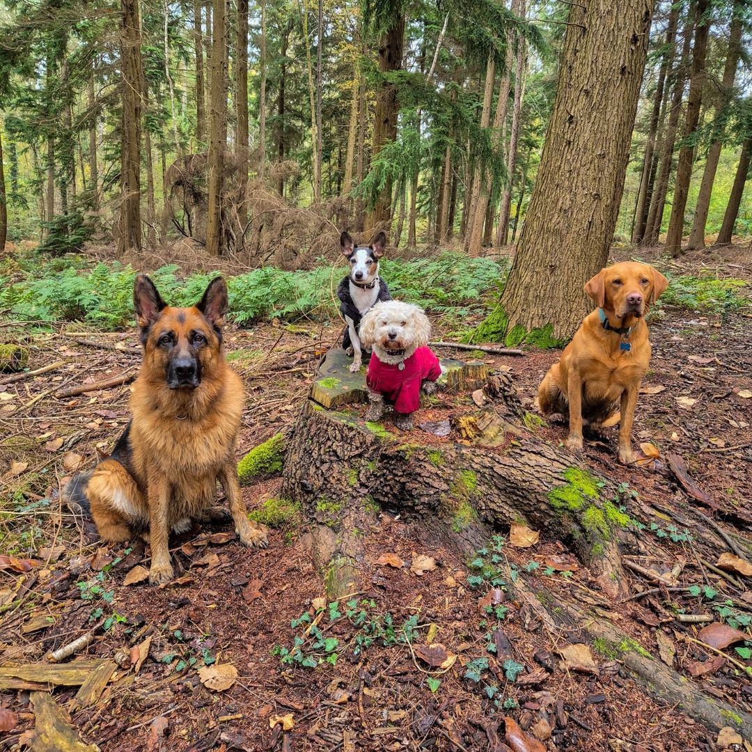 Good group vibes π
#wilddays #walkies #groupdogwalks #romseydogs