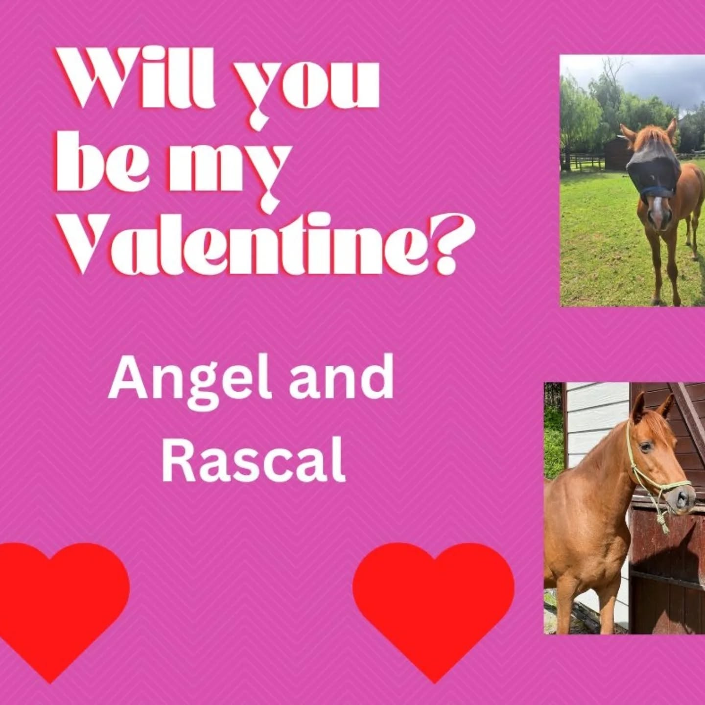 💝 Will You Be My Valentine? 💝
This Valentine’s Day, our beautiful rescues are looking for their special Valentine 🐶🐱❤️
Would you like to be one of their Valentines?
If so, please comment below ⬇️ and choose which rescue you would like to be your Valentine this Valentine’s Day 💌 Then please comment with your name and email address so we can contact you.
We are asking for a donation of R250 towards your beautiful Valentine so we can spoil them this Valentine’s Day with treats, love, and extra special care 🦴🧸💕
With your donation, you will receive a small gift from us 🎁 and you can come get some love and cuddles from your Valentine 🥰🐾
Our beautiful rescues are waiting for their special love this Valentine’s Day ❤️ Will you open your heart to one of them? 💖
#BeMyValentine #Rescue #ValentinesDay 💕
The Tom Ro Haven for Equines and Children
Standard bank
Acc no; 332 772 136
Ref: your name and valentine's
