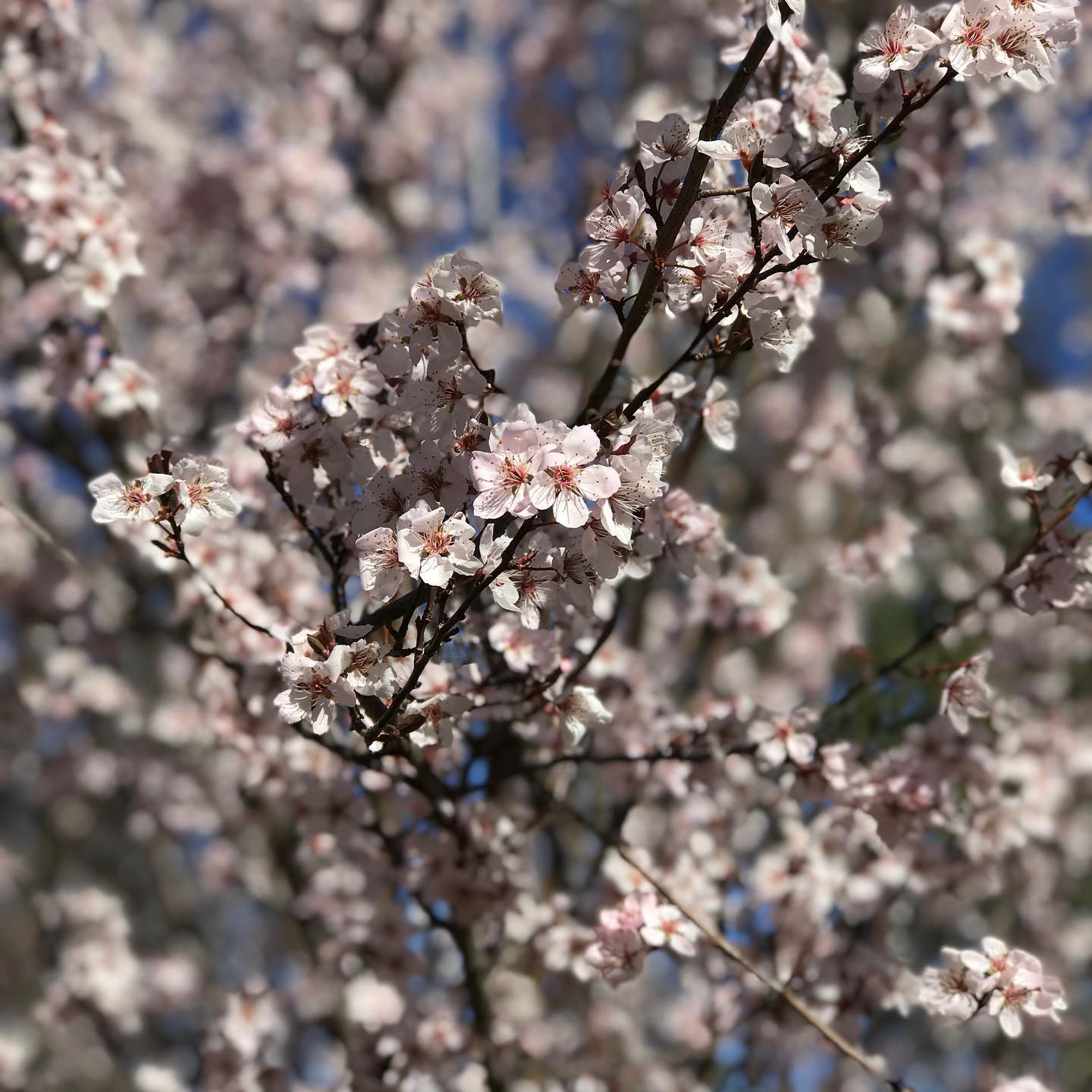 An afternoon reading under a plum tree...🏕 #blossomsareout #springcamping #camplotus #thevalley