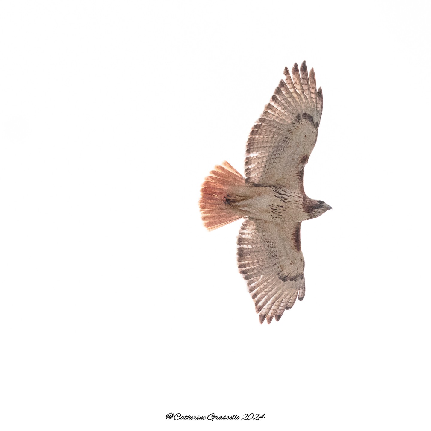 Red Tail Hawk. Ipswich, MA
#redtailhawk
#ipswichriverwildlifesanctuary
#birdsofprey