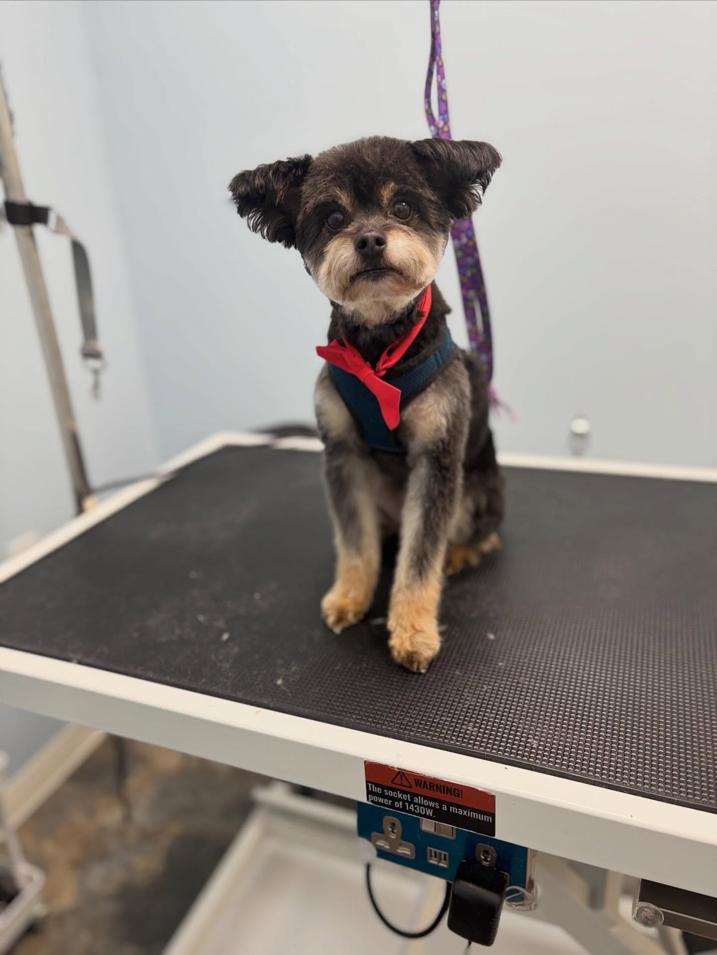 Buddy and Rosie 🥰
#doggroomingsalon #pomeranian #doglover #pets #dogsrule