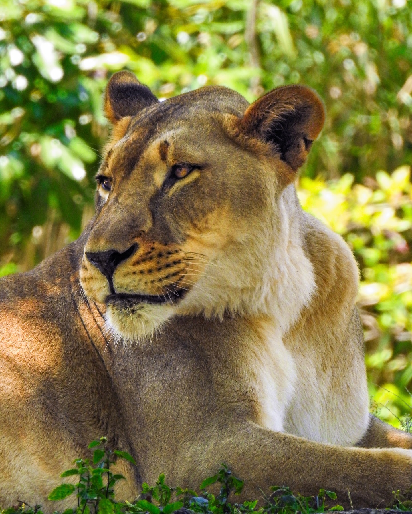 The Protective Lioness 🐱
.
📷: Nikon P900
.
.
JM Lens Caps
.
.
.
#Nikon #NikonP900 #JMLensCaps #photography #Lioness #ZooMiami #nature #SouthFlorida #Miami #Florida #SouthFloridaPhotography #ZooPhotography #AnimalConservation #Zoo #Africa #photooftheday #lightroom #NikonPhotography #Explore