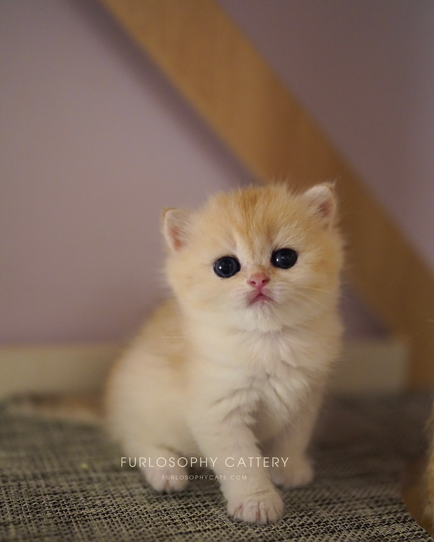 Furlosophy Wee Willie Winkie🩵
Ny12 boy
Under observation..
Always in love with sweet bear type of face🥹
#ny12 #britishshorthair #kitten #cat #catlover #catlife #cats_of_world