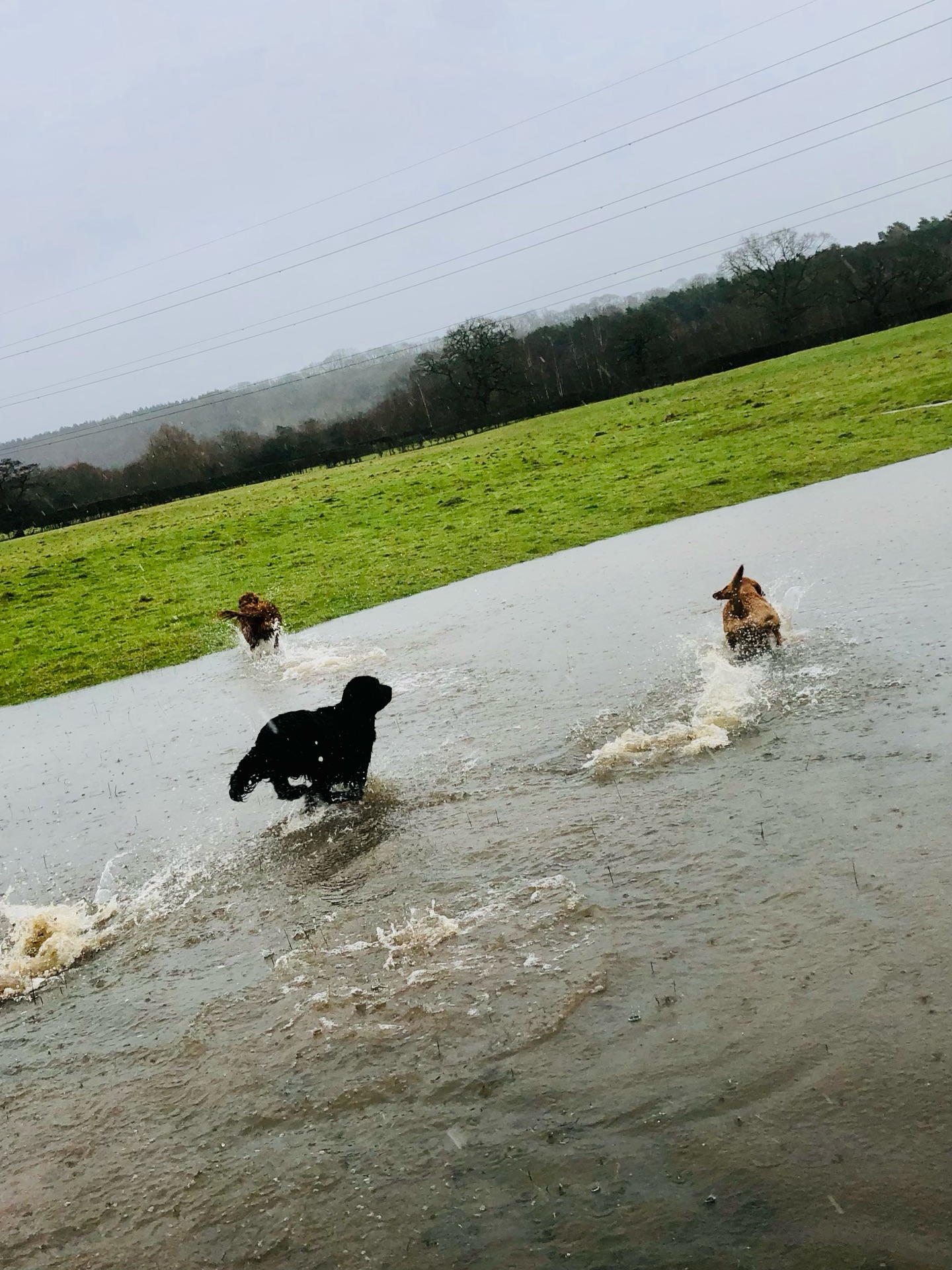 💦💦💦💦💦
If your dog would like to have a walk with us then contact us at www.ardendogwalking.co.uk and check out our half-day experience.
#ullenhall #tanworthinarden #hockleyheath #henleyinarden #dog