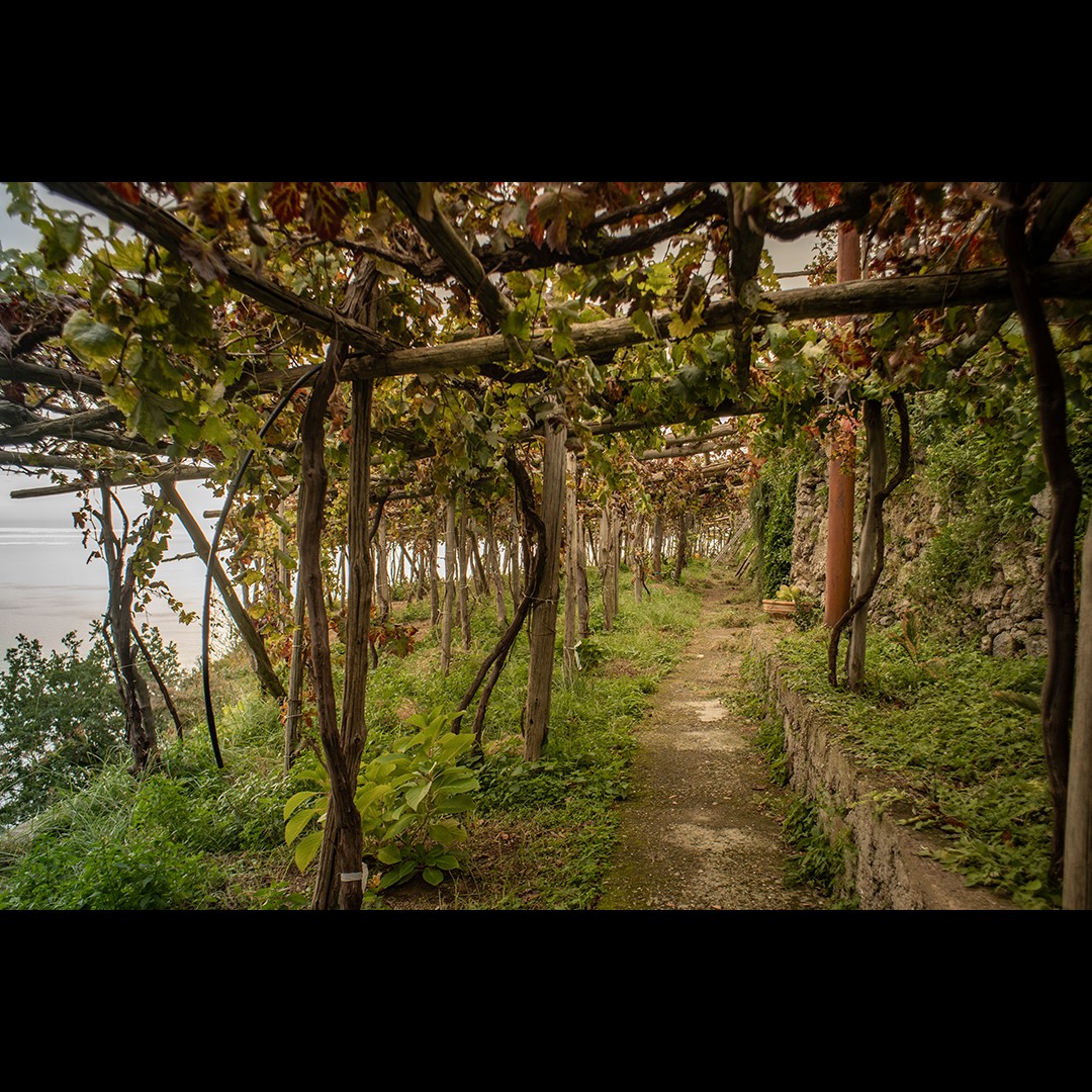 Pergola vineyards in Amalfi Coast 🍋🇮🇹
.
.
.
📸@wineographic
@casa_santa.maria_
