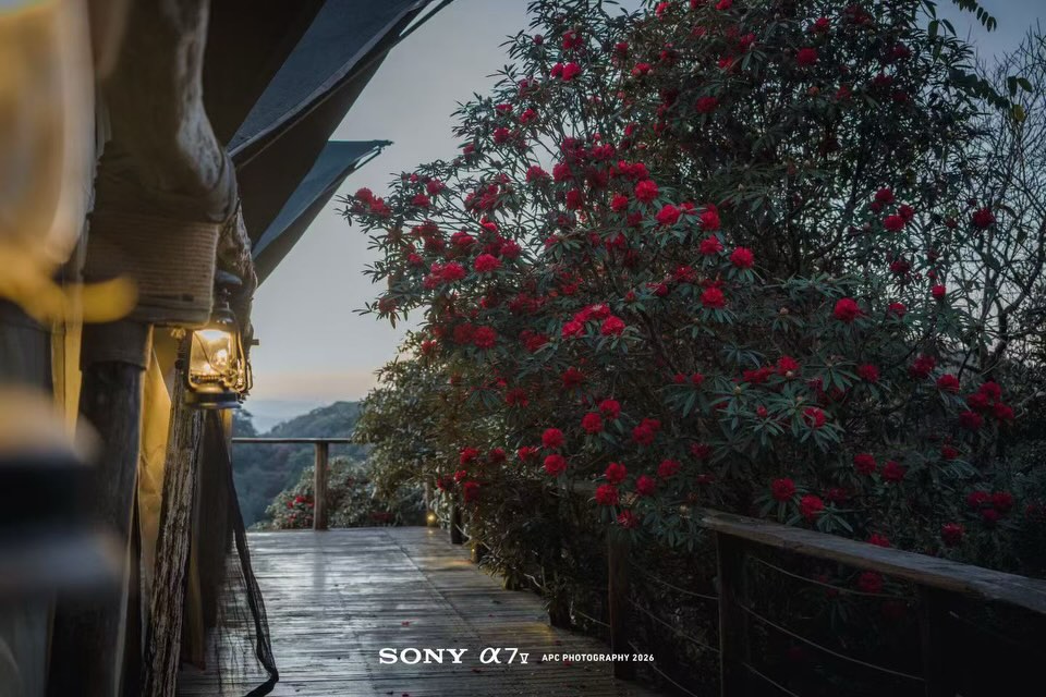 Yunnan Tengchong Tent Life — where comfort meets wilderness.
From canvas walls to misty forest views, our tents turn nature into your living room — perfect for stargazing, hot springs mornings, and quiet forest nights in Gaoligong’s wild landscapes 🌲✨.
Whether it’s luxury glamping or a scenic camp under the stars, Tengchong’s outdoor vibes are unmatched.
👉 Explore our tent stays and travel ideas via the link in bio!
#Tengchong #GlampingChina #YunnanTravel #kikiholidays