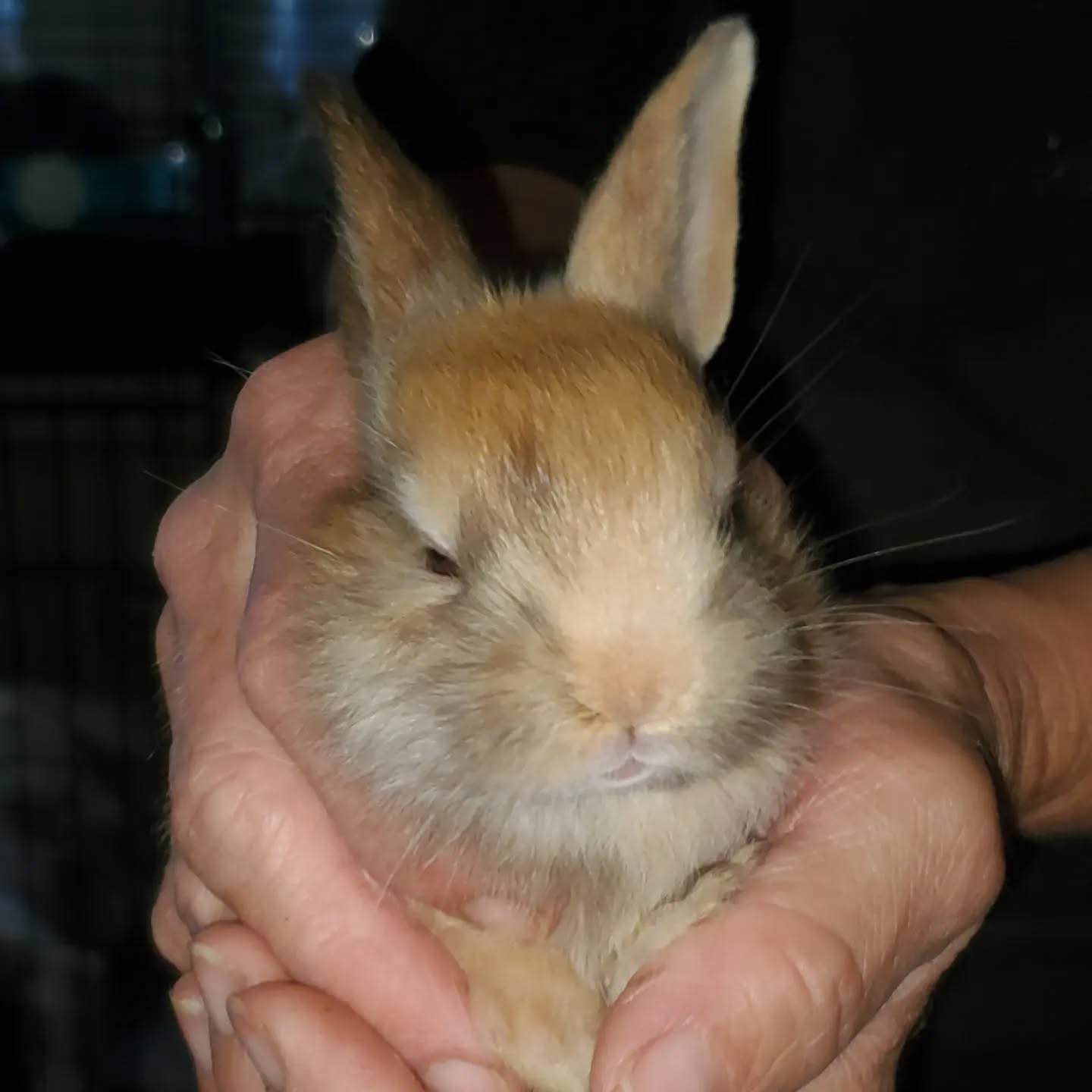 3 week old Harlequin baby
www.mysticmoonlightfarm.com
#mysticmoonlightrabbits #mysticmoonlightfarm #rabbitlitter #rabbitbreeder #rabbits #rabbitsofinstagram #babybunnies #babybunniesofinstagram #bunniesofinstagram #bunnies #bunnylife #rabbitlove #harlequinrabbits #chocolateharlequin #harlequinbunny #harlequinbabies