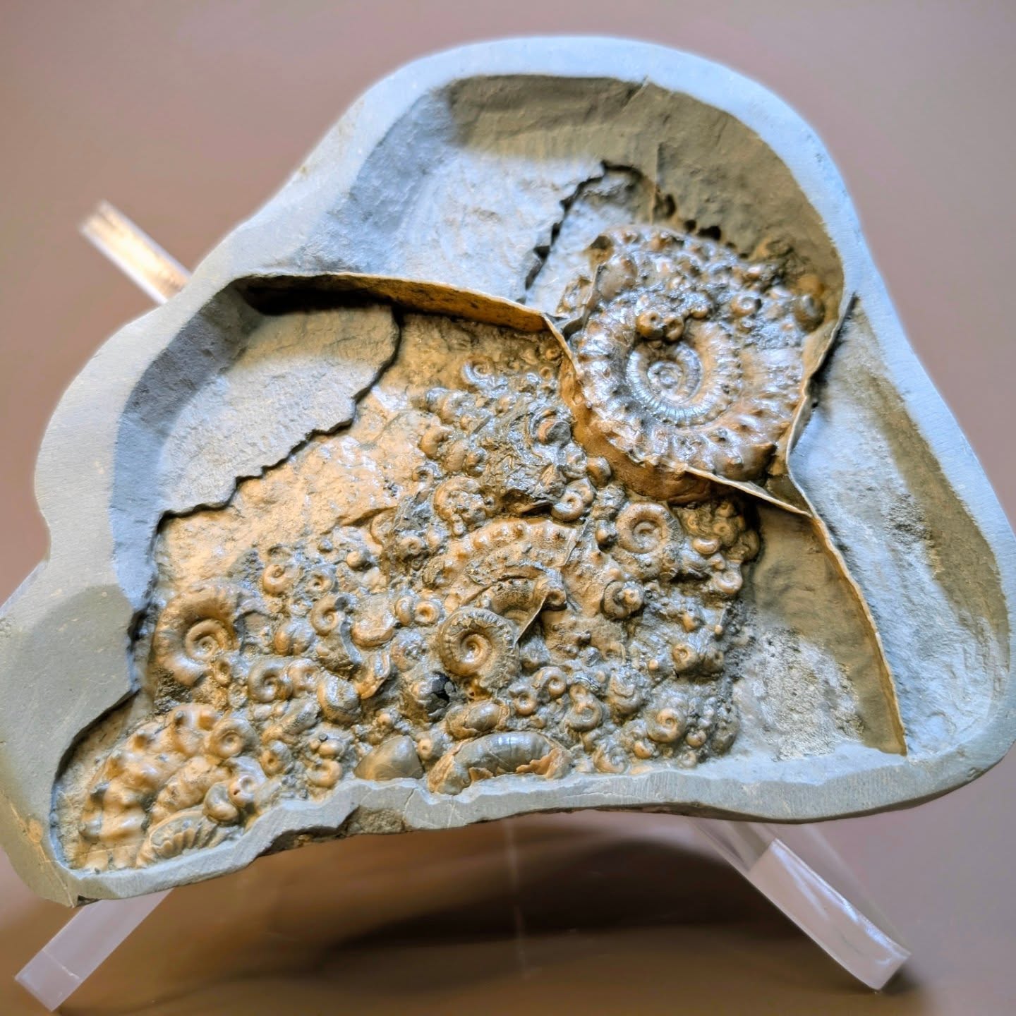 Prepared for a customer. A busy section of Birchi nodule with Microderoceras and Cymbites ammonites from the Jurassic of Black Ven near Lyme Regis. The ammonites are preserved between calcite walls that surround the rock the ammonites are preserved in. This piece measures approximately 17cm in length.
#fossils #ammonite #jurassiccoast near #stonebarrow #ancientworld