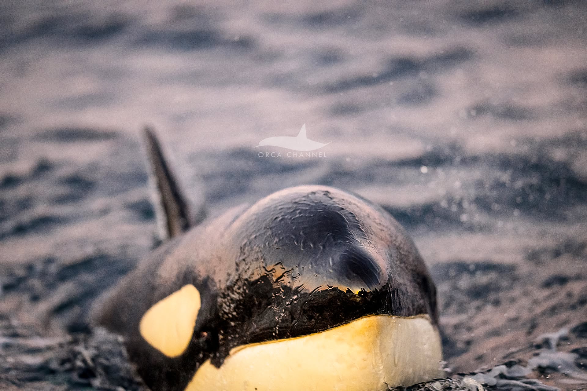 📷 Krisztina Balotay @krisztinabalotay