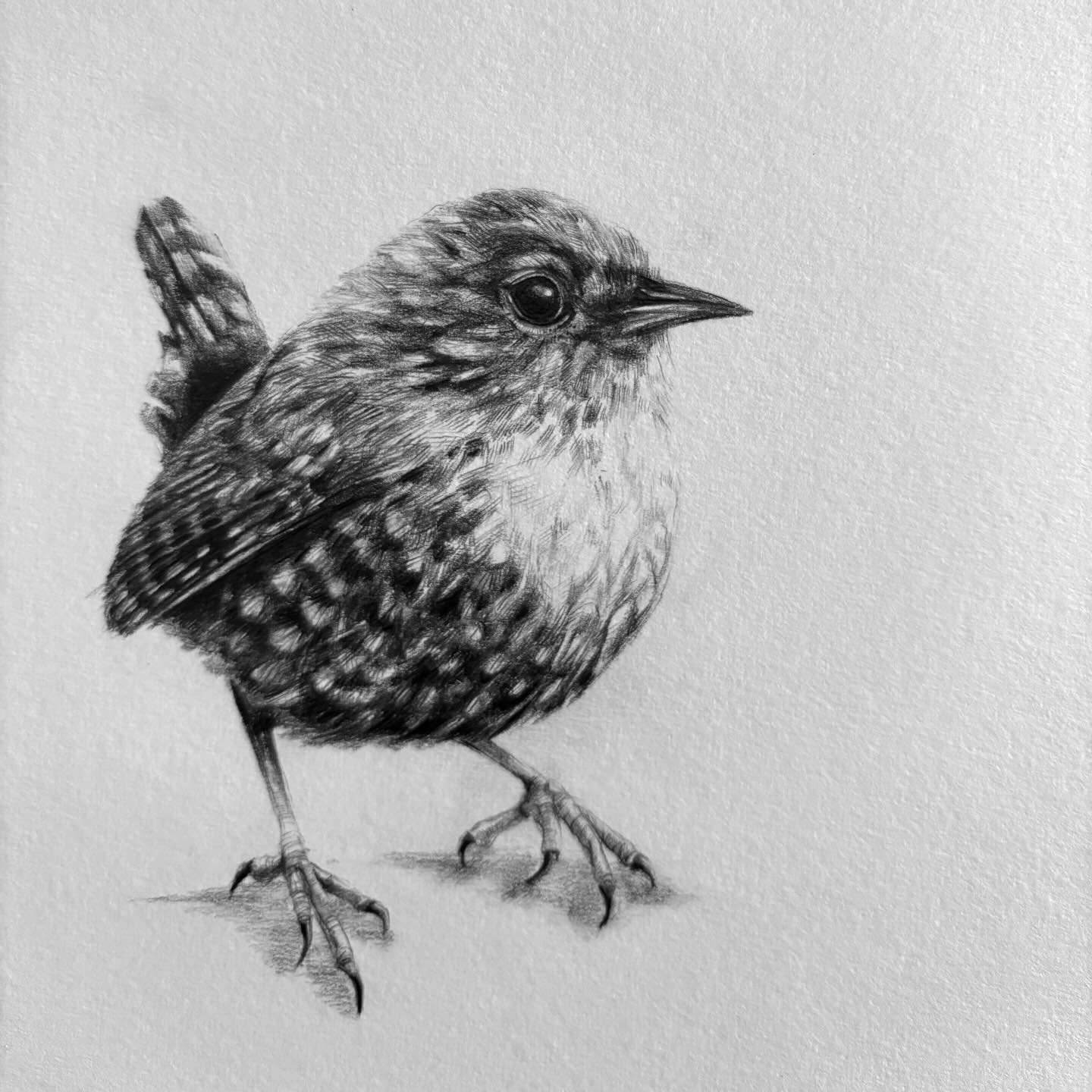 „Zaunkönig — Stille Post“
#stillepost #zaunkönig #singvogel🤍